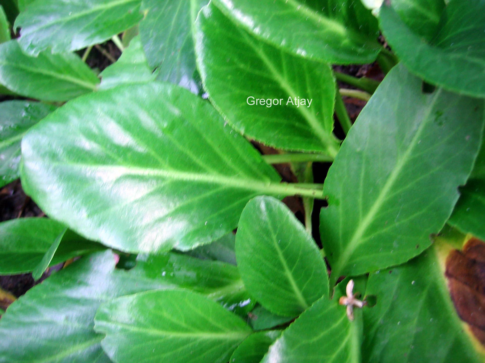 Bergenia 'Wintermaerchen'