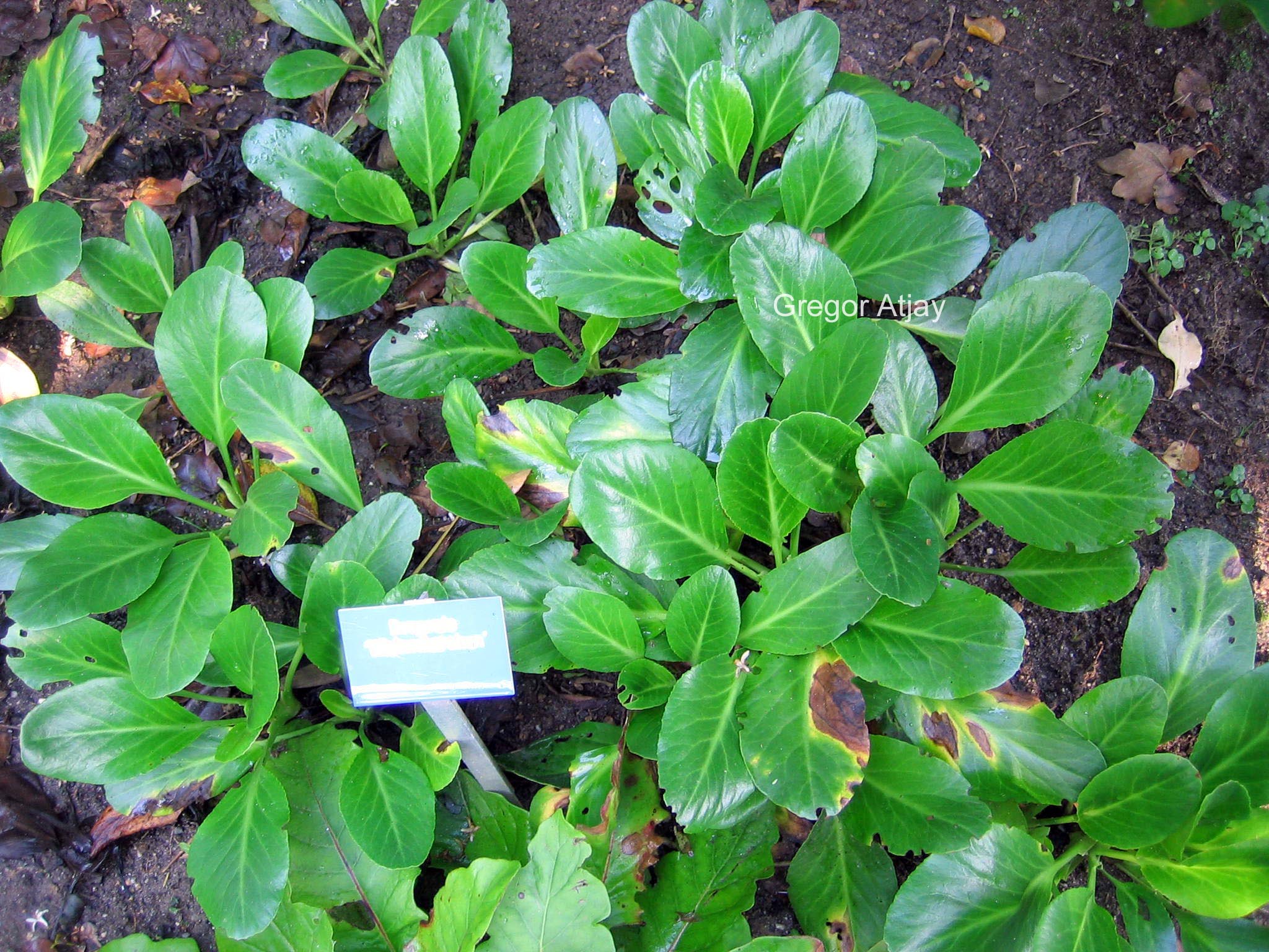 Bergenia 'Wintermaerchen'