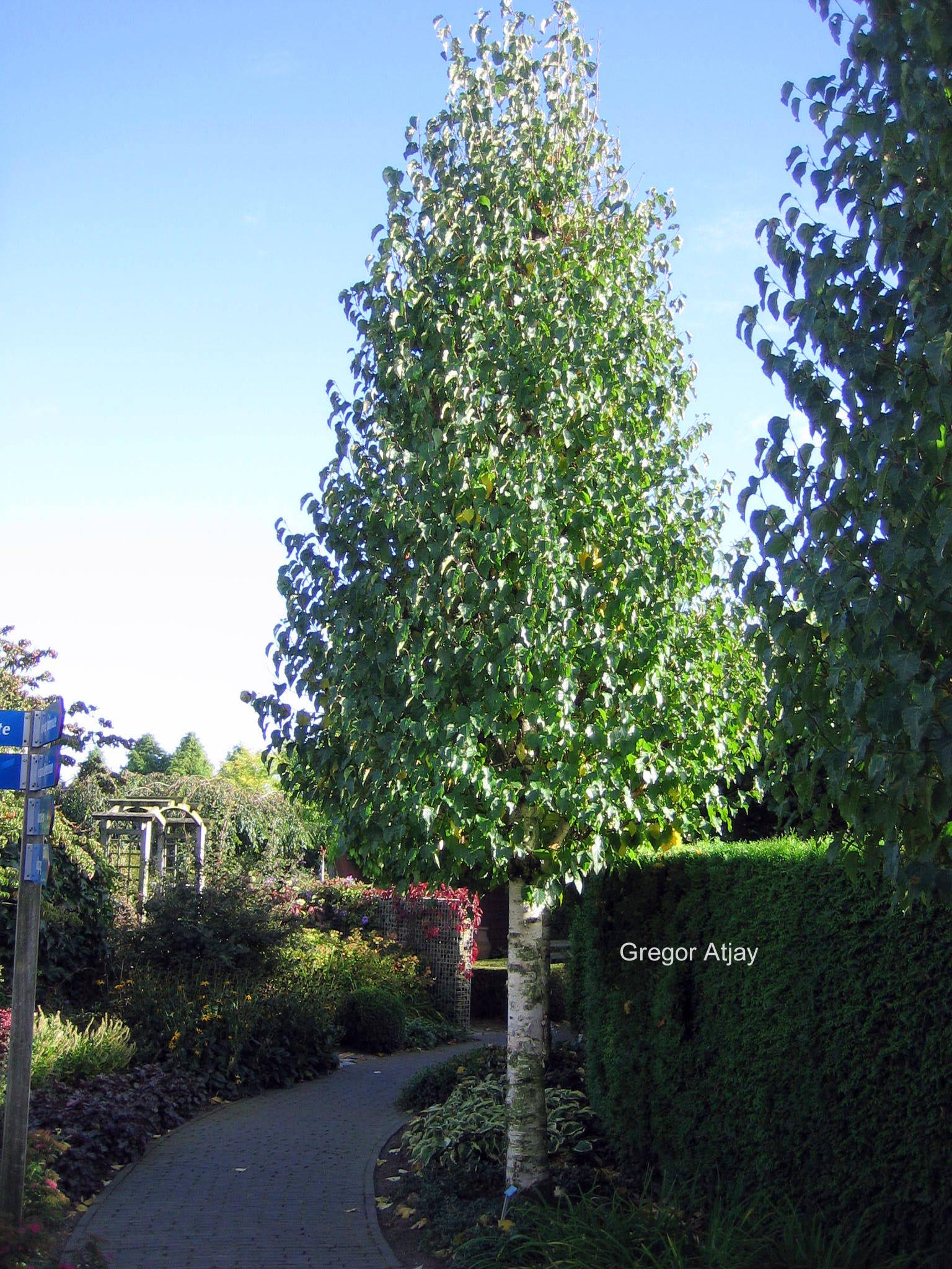 Betula ermanii 'Holland'