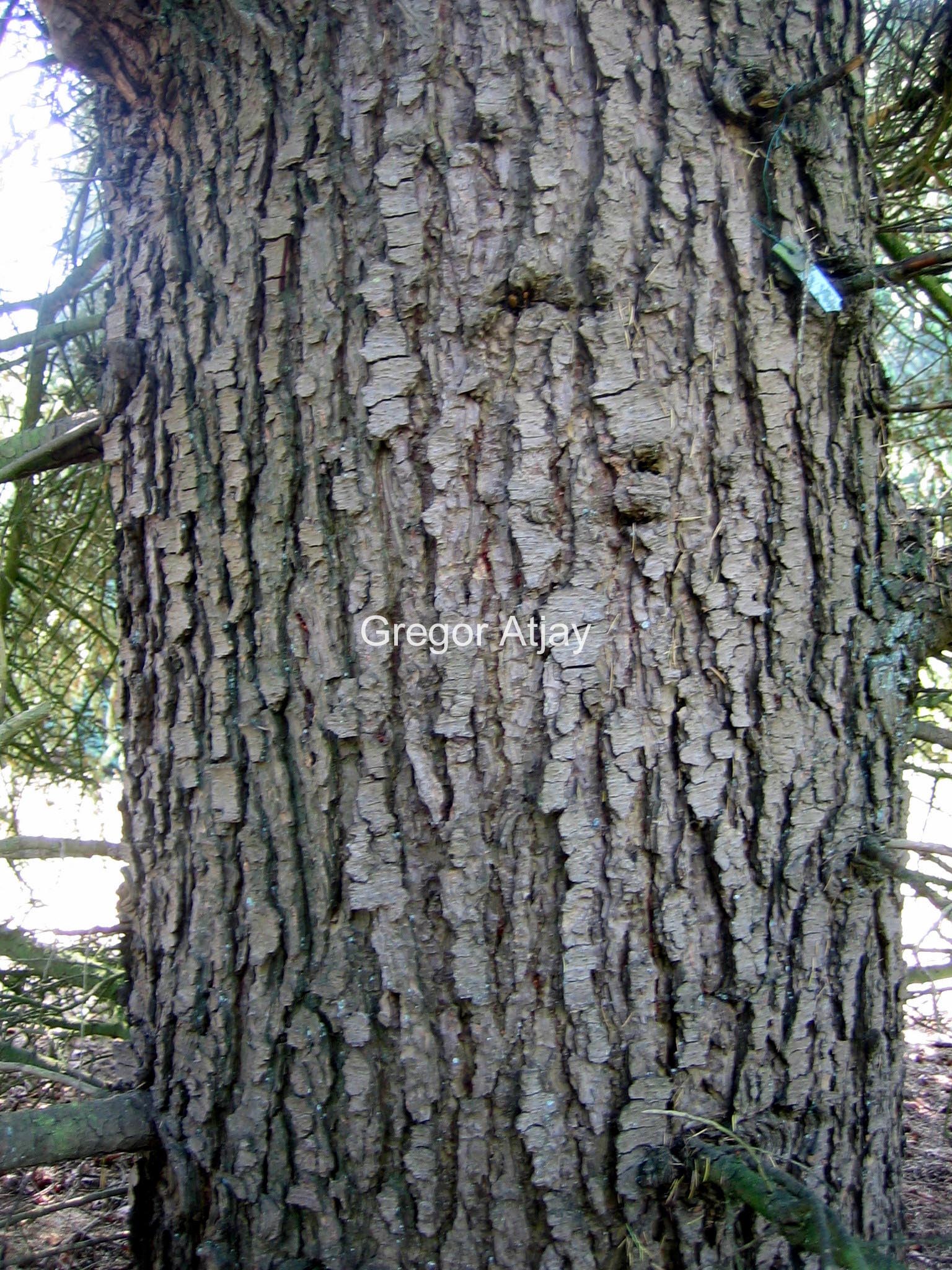 Cedrus libani 'Aurea Robusta'