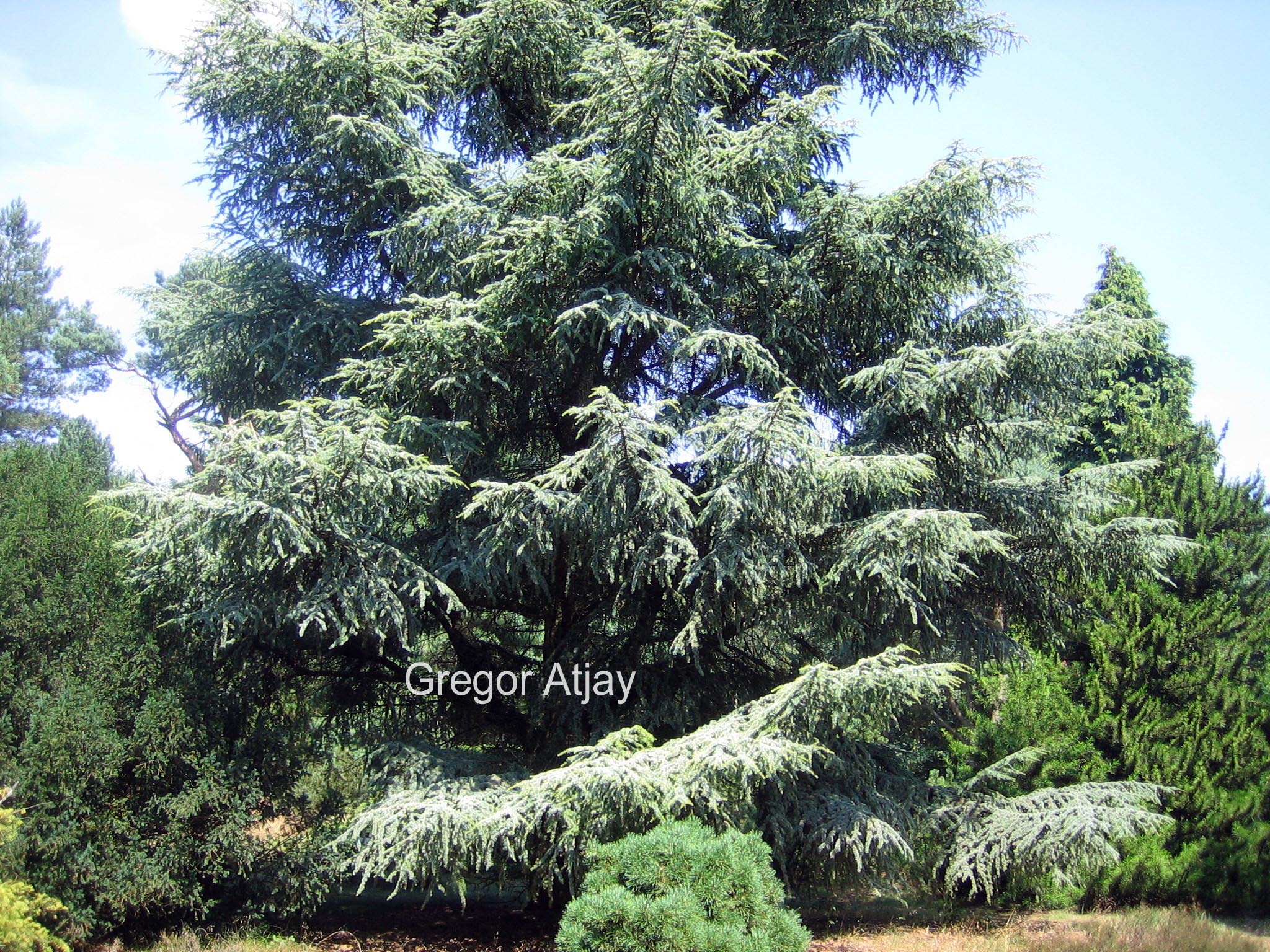 Cedrus libani 'Aurea Robusta'