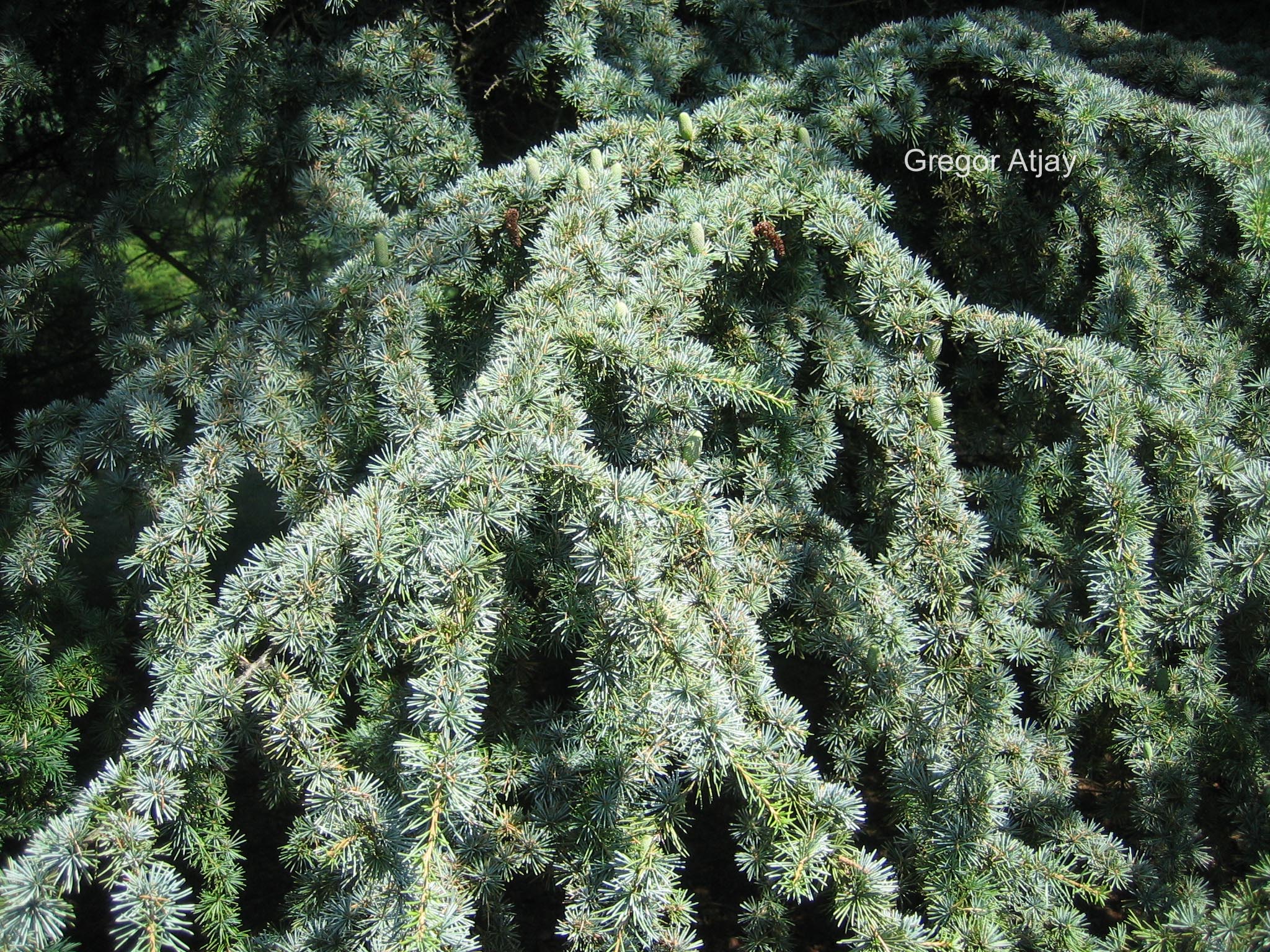 Cedrus libani 'Aurea Robusta'