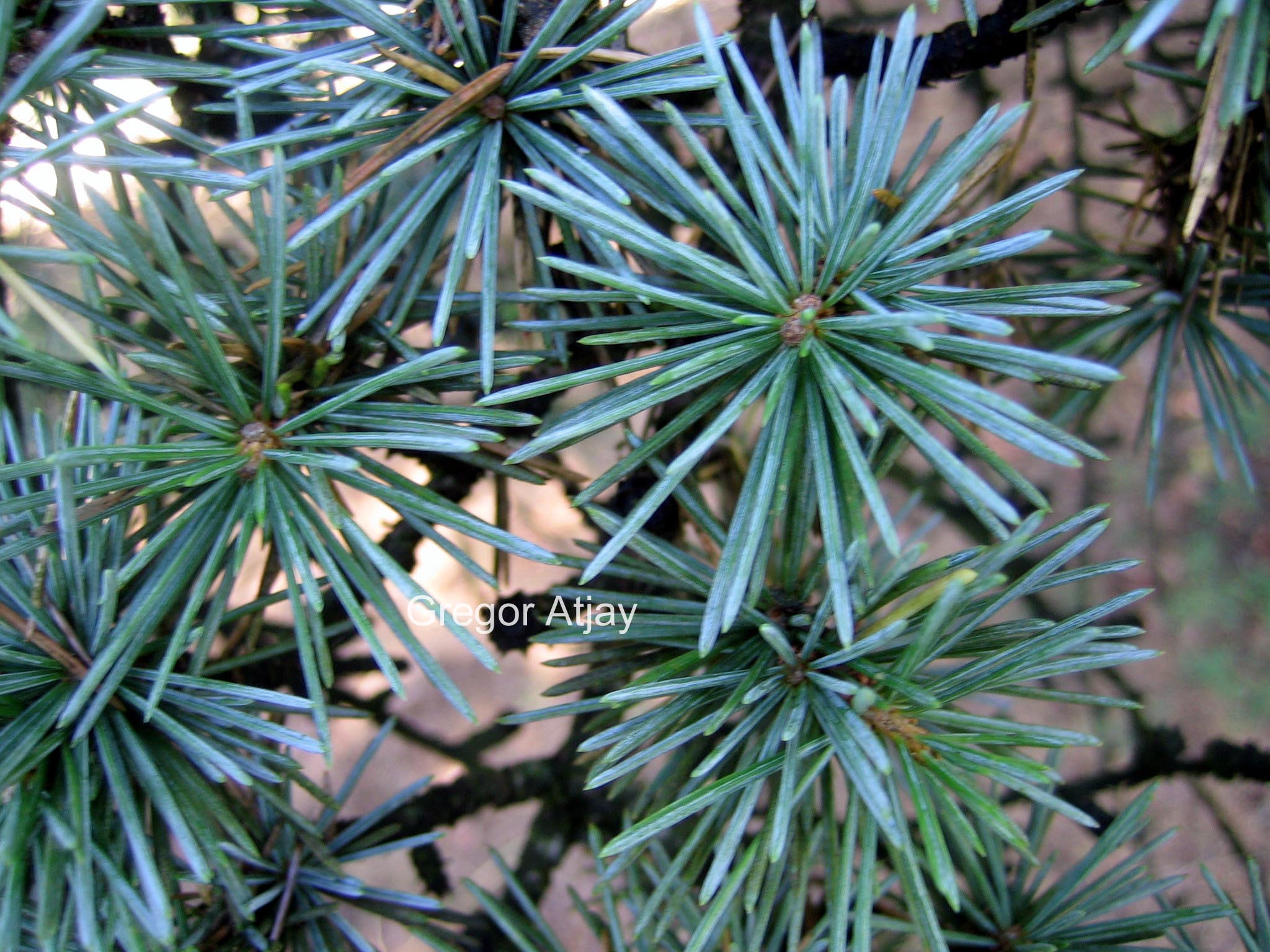 Cedrus libani 'Aurea Robusta'