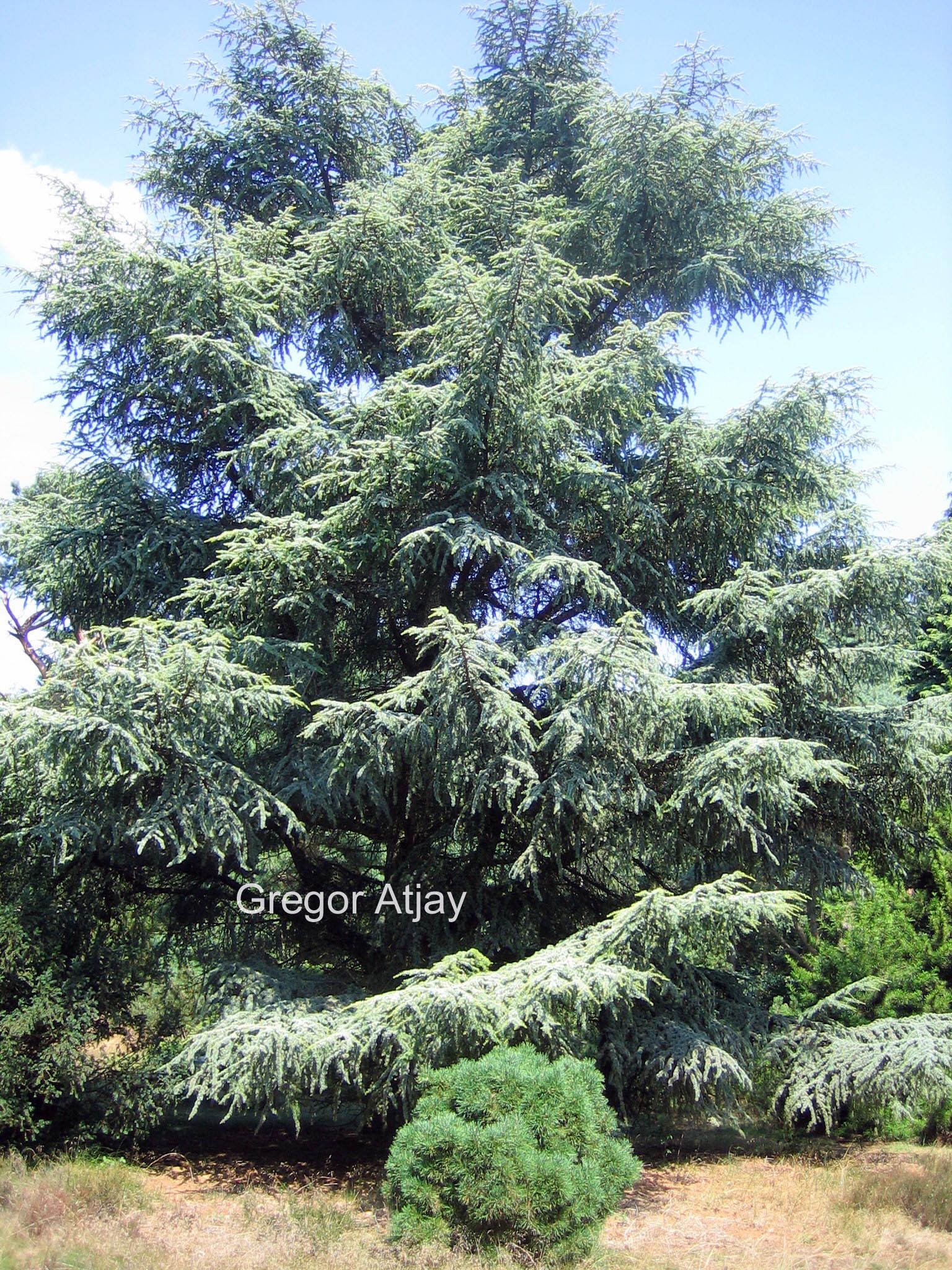 Cedrus libani 'Aurea Robusta'