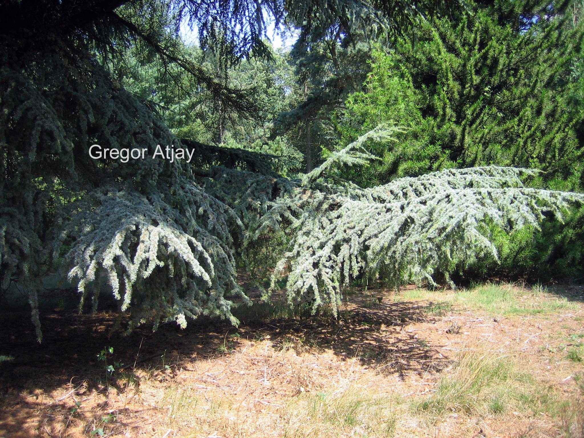 Cedrus libani 'Aurea Robusta'