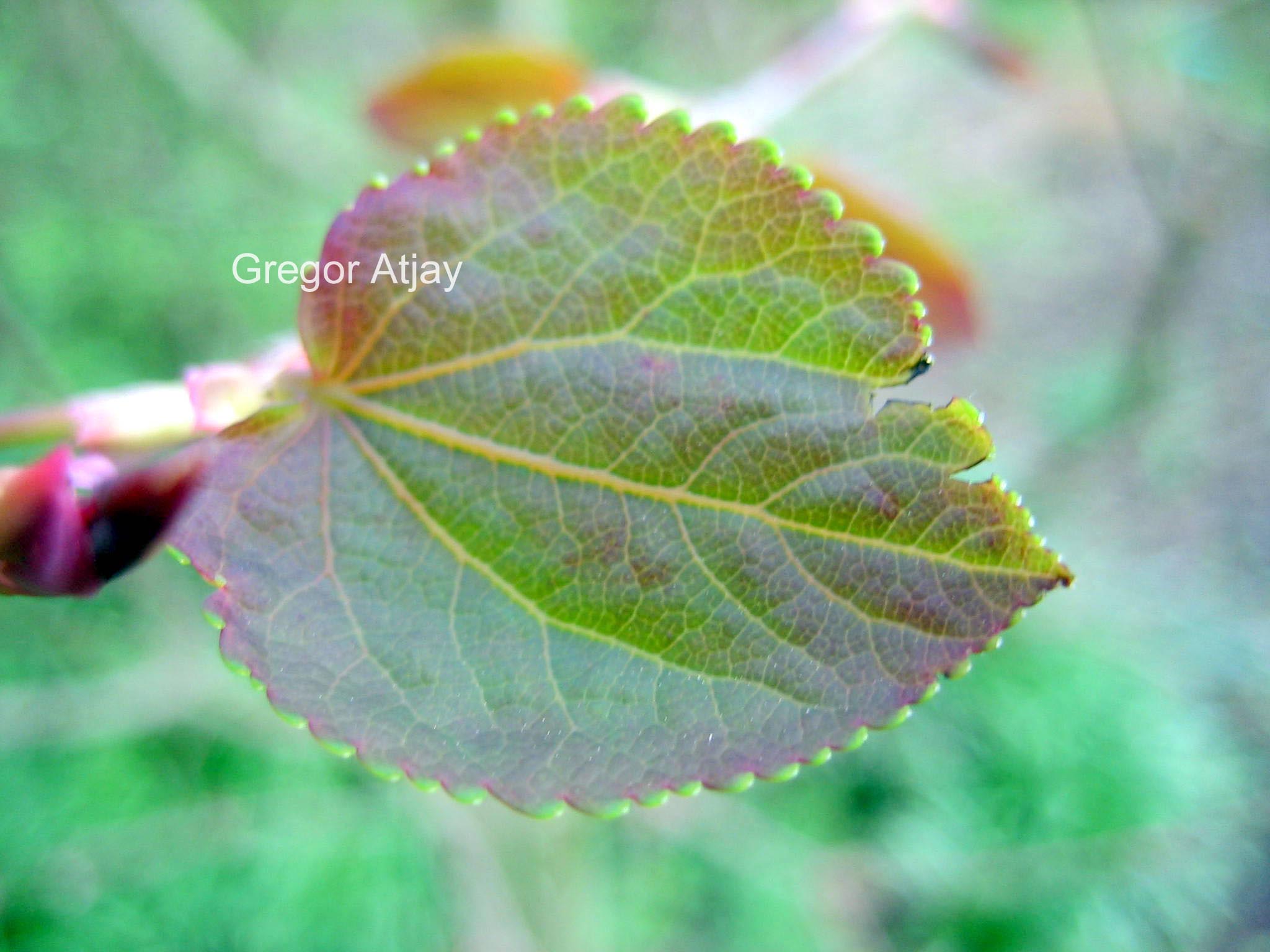 Cercidiphyllum japonicum 'Peach'