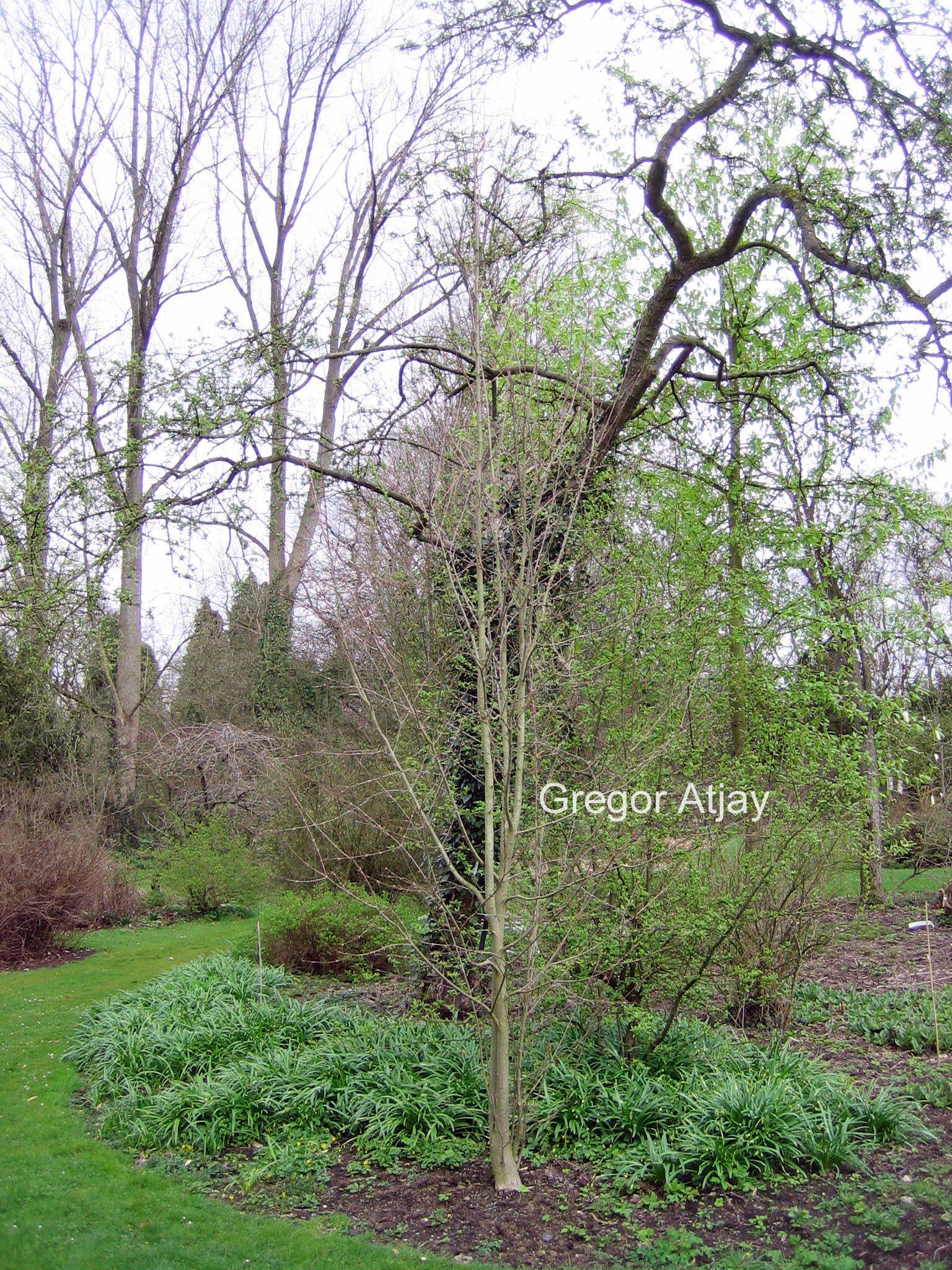 Cercidiphyllum japonicum 'Peach'