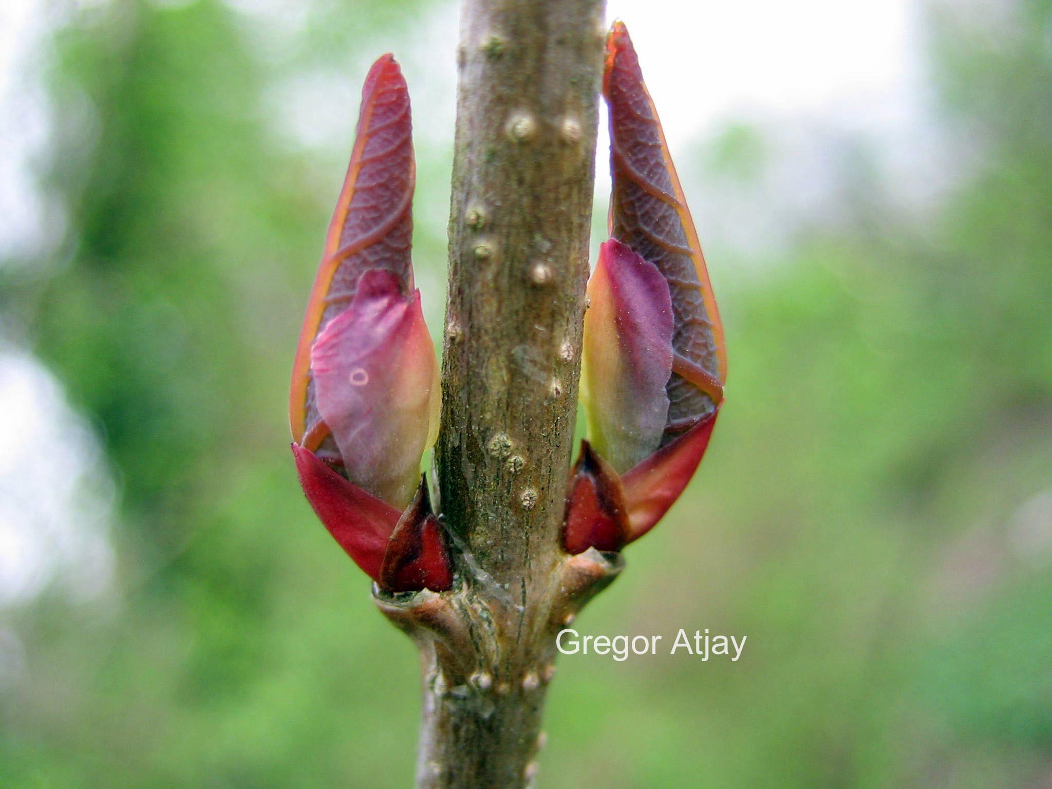 Cercidiphyllum japonicum 'Peach'