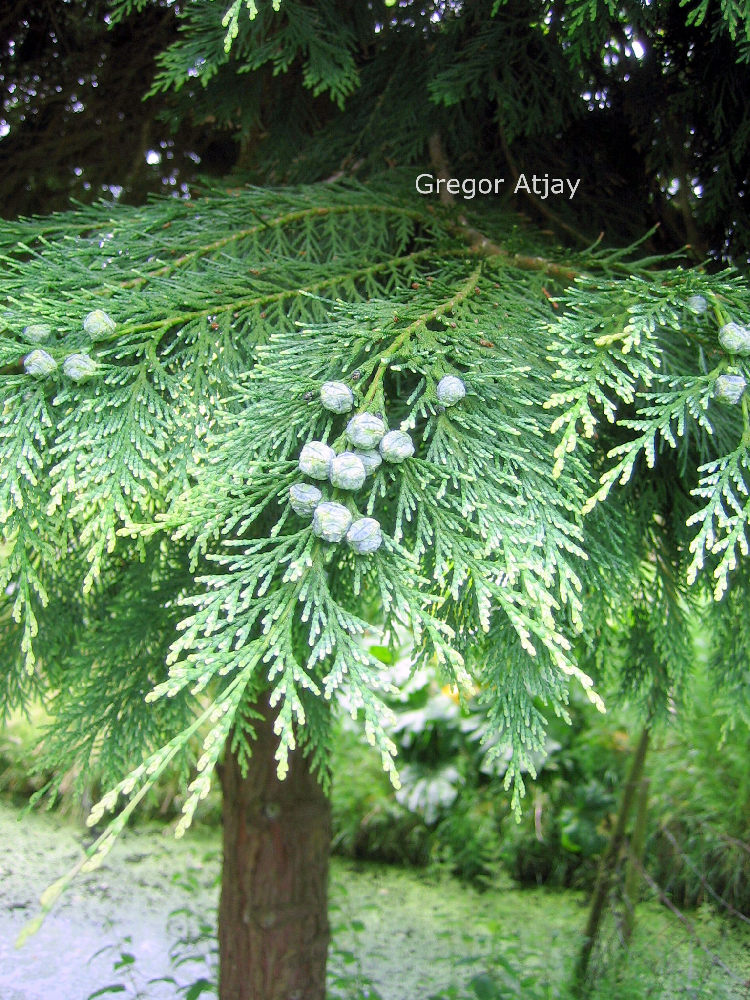 Chamaecyparis nootkatensis 'Glauca'