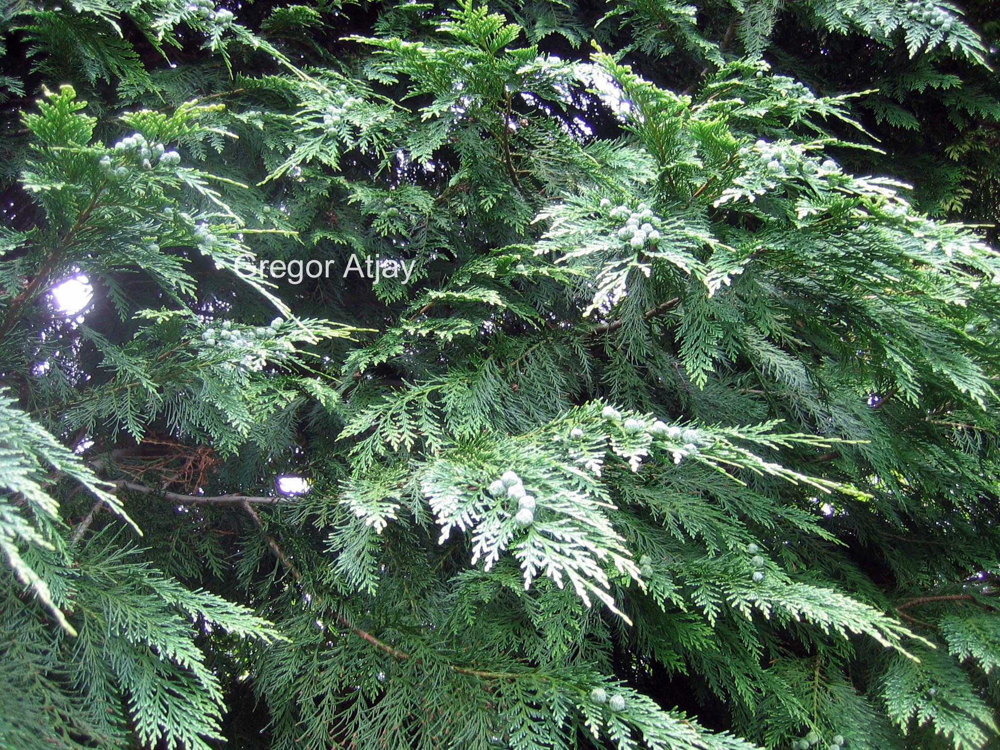 Chamaecyparis nootkatensis 'Glauca'