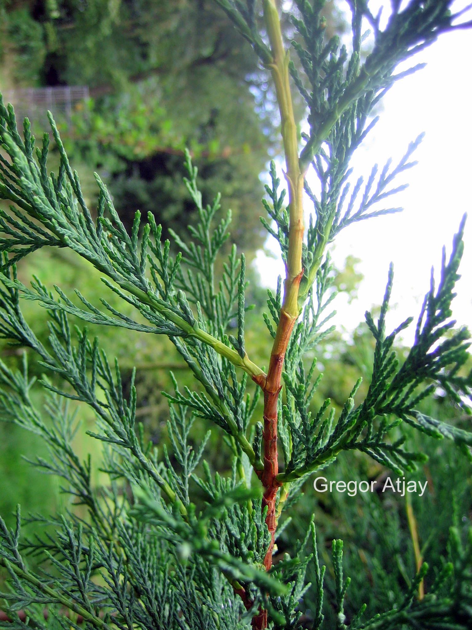 Chamaecyparis nootkatensis 'Glauca'