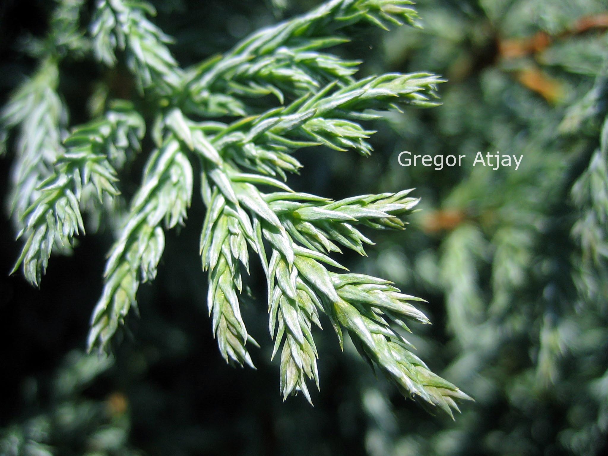 Chamaecyparis pisifera 'Baby Blue'