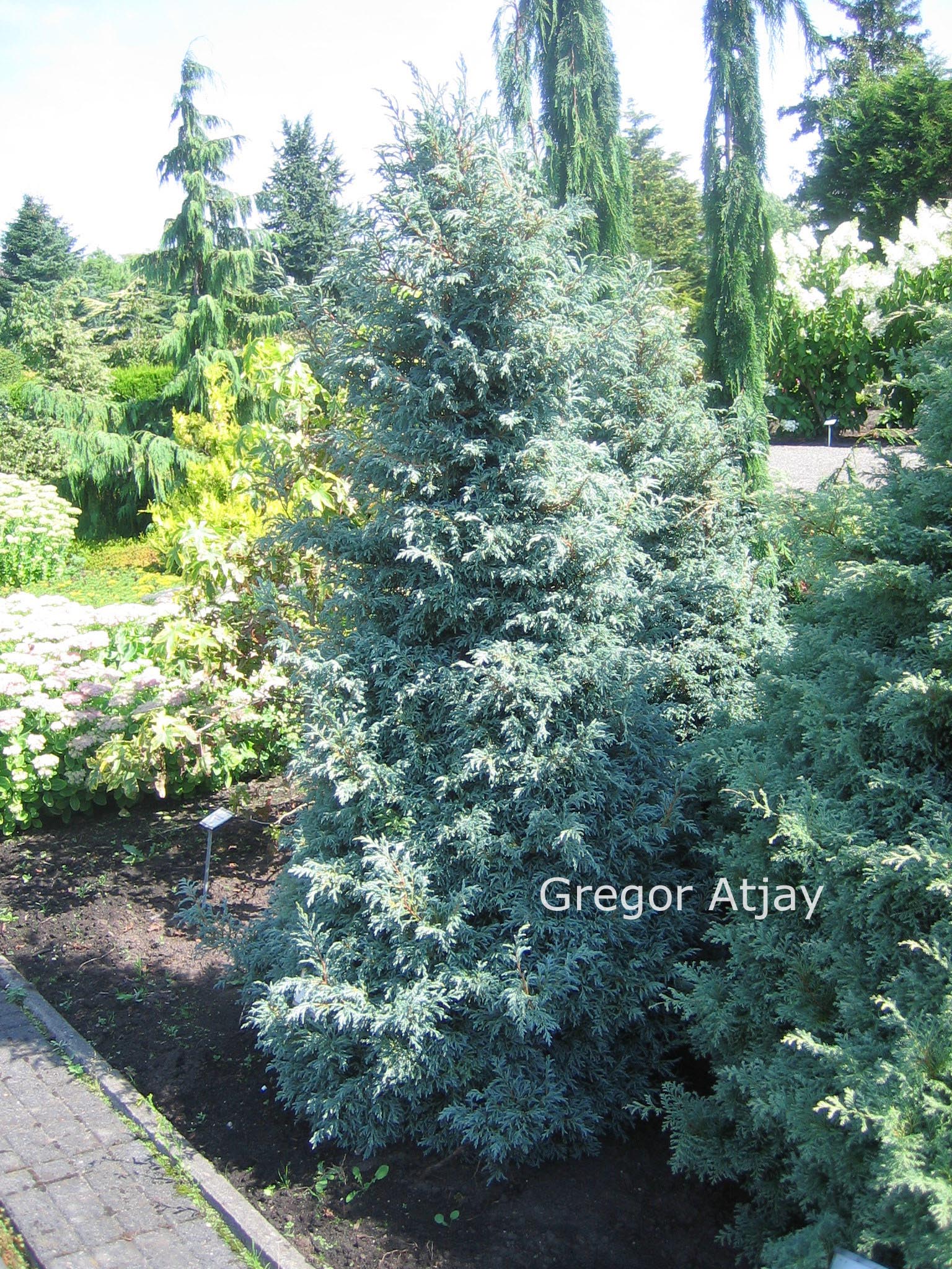 Chamaecyparis pisifera 'Baby Blue'