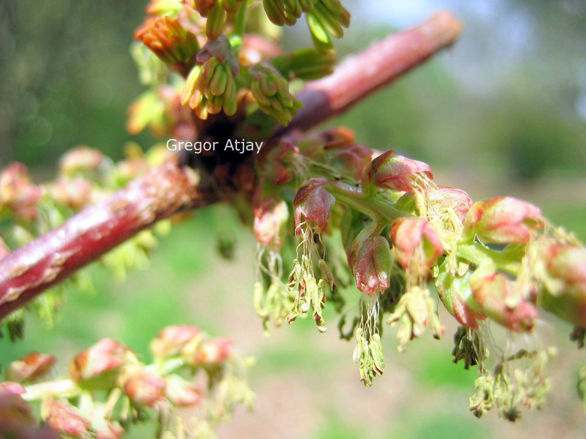 Coriaria nepalensis