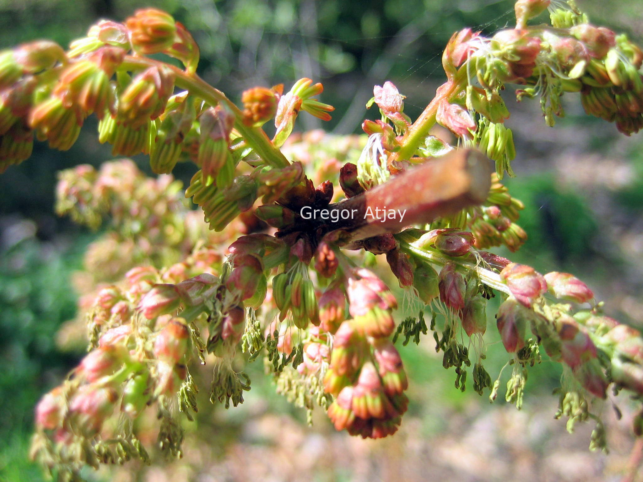 Coriaria nepalensis