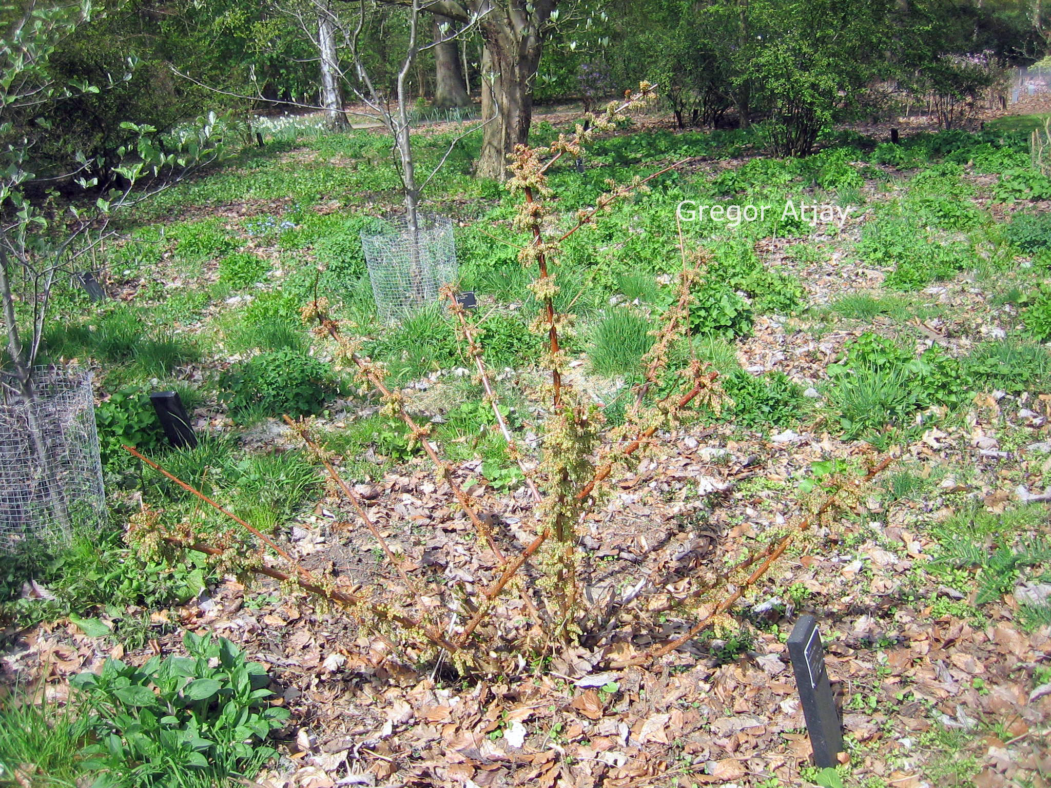 Coriaria nepalensis