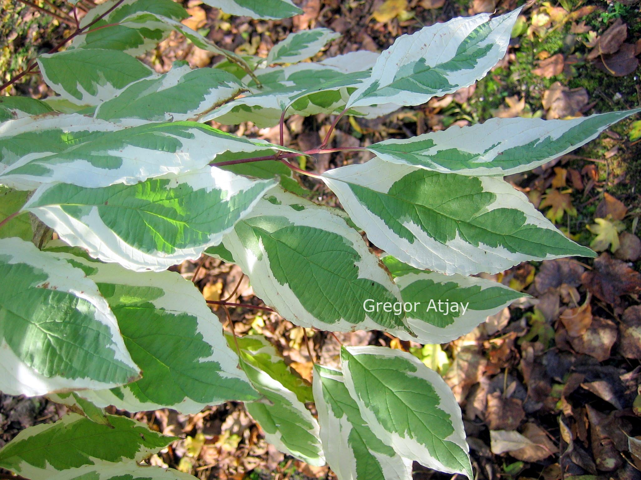 Cornus alba 'Baihalo' (IVORY HALO)