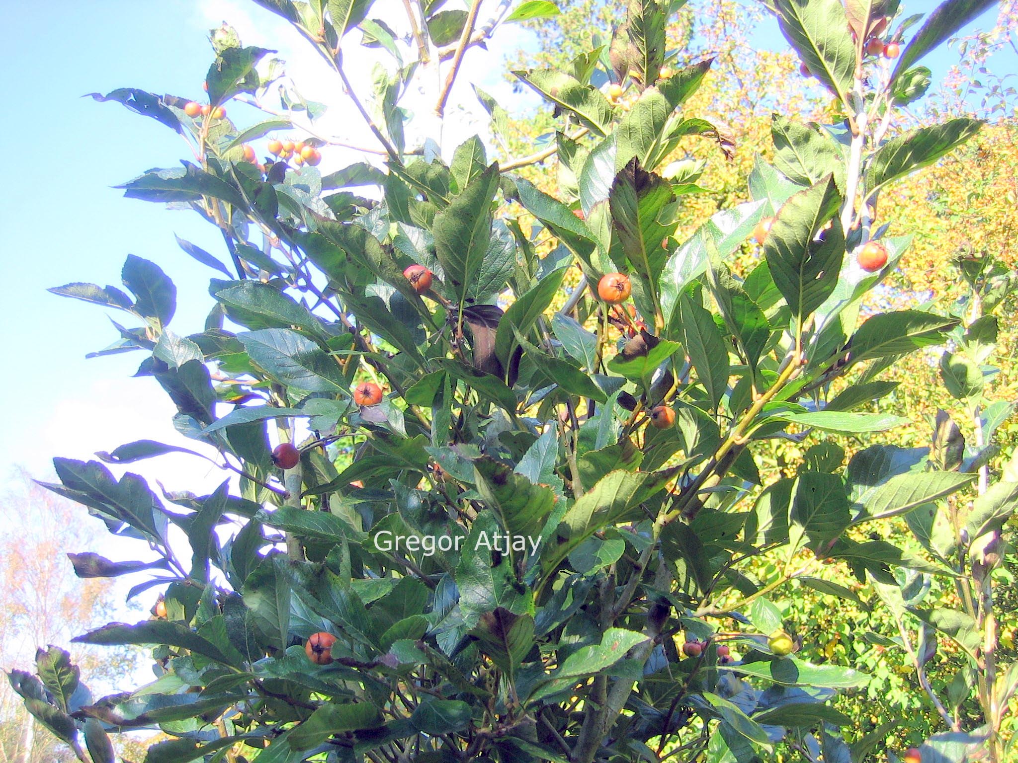 Crataegus lavallei