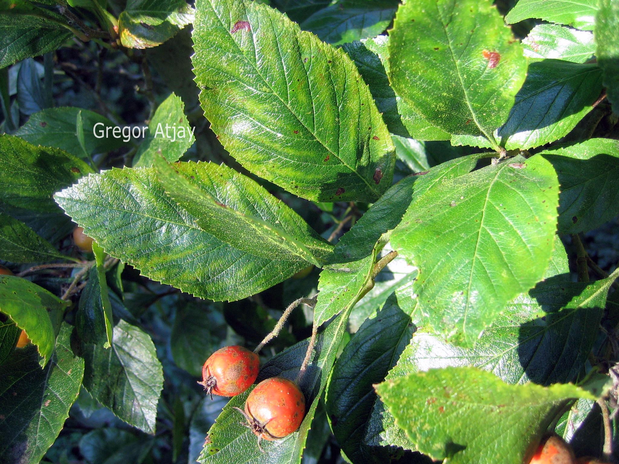 Crataegus lavallei