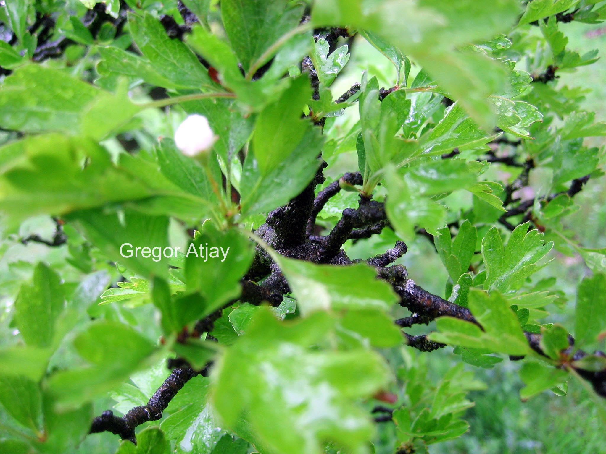 Crataegus monogyna 'Stricta'