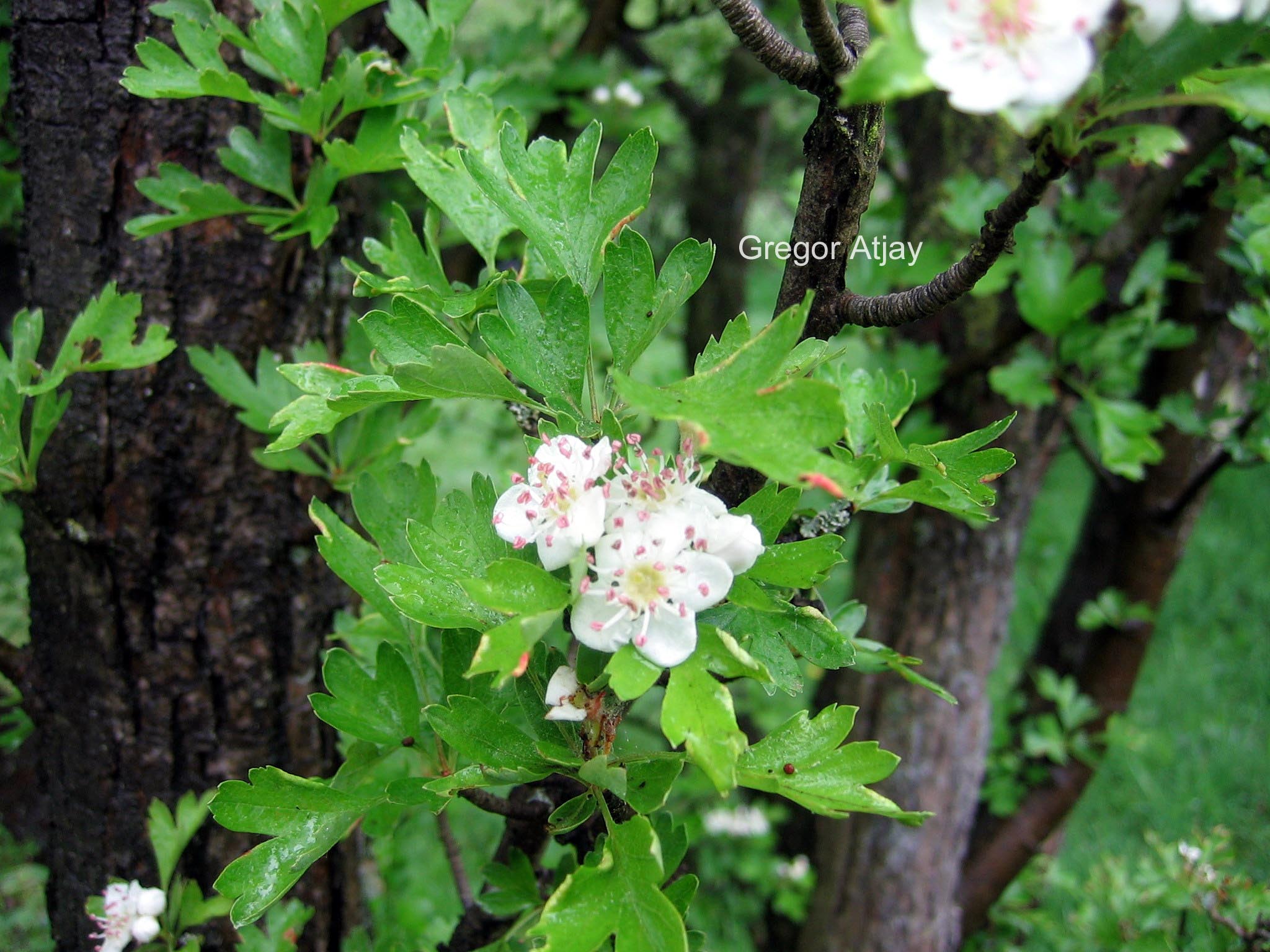 Crataegus monogyna 'Stricta'