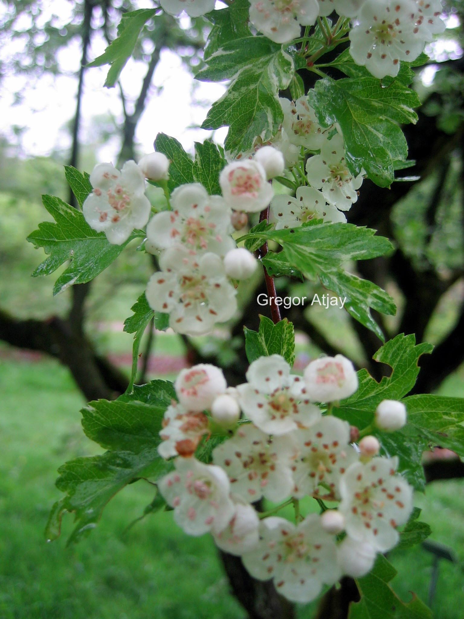 Crataegus monogyna 'Stricta'