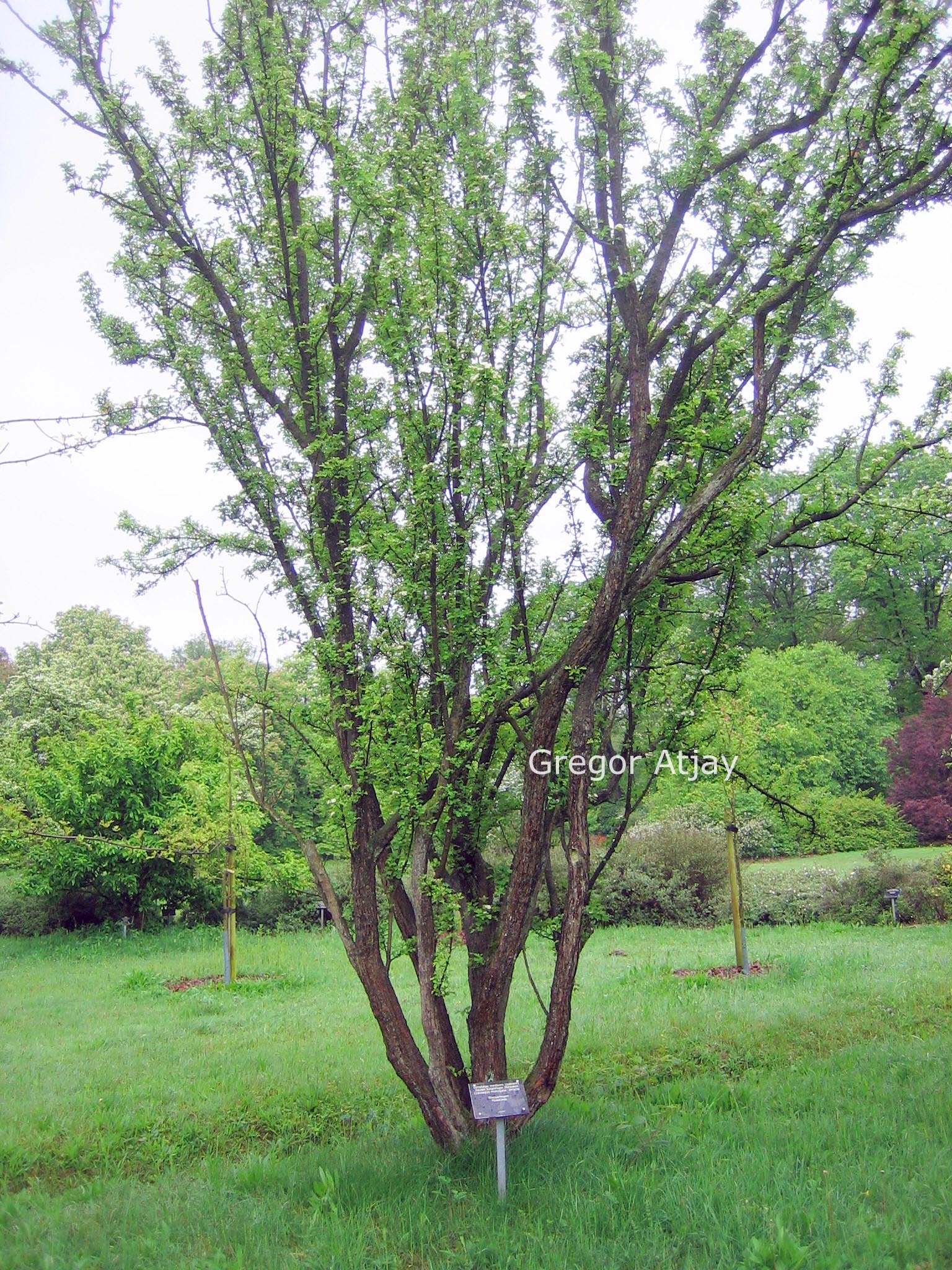 Crataegus monogyna 'Stricta'