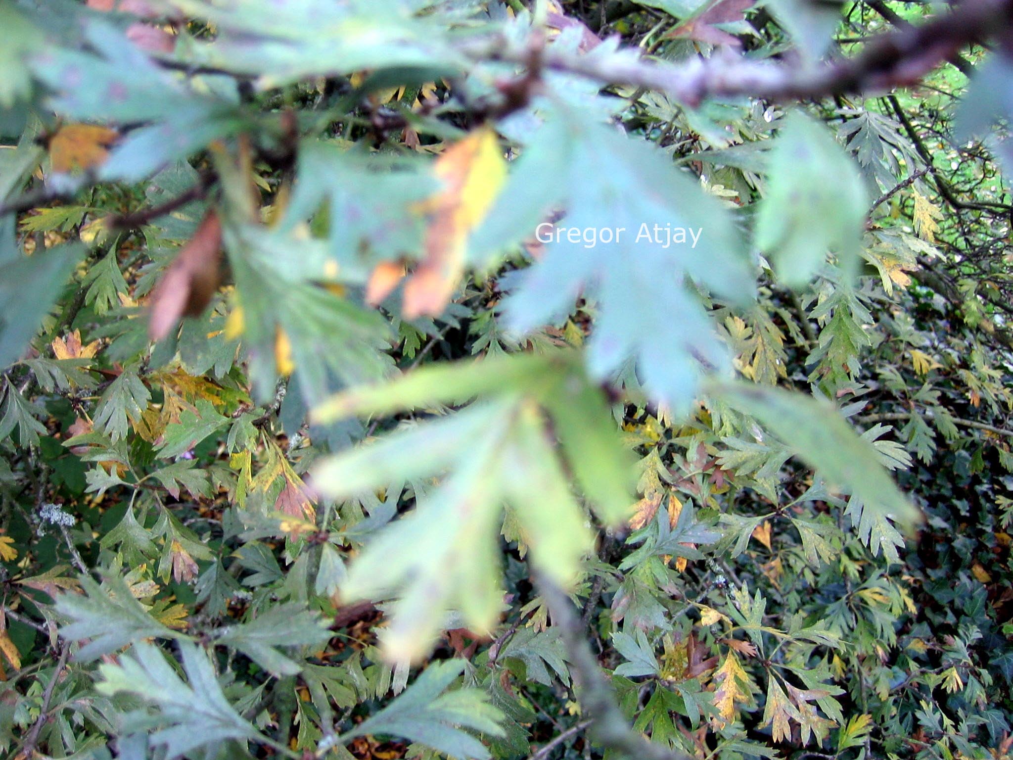 Crataegus tanacetifolia