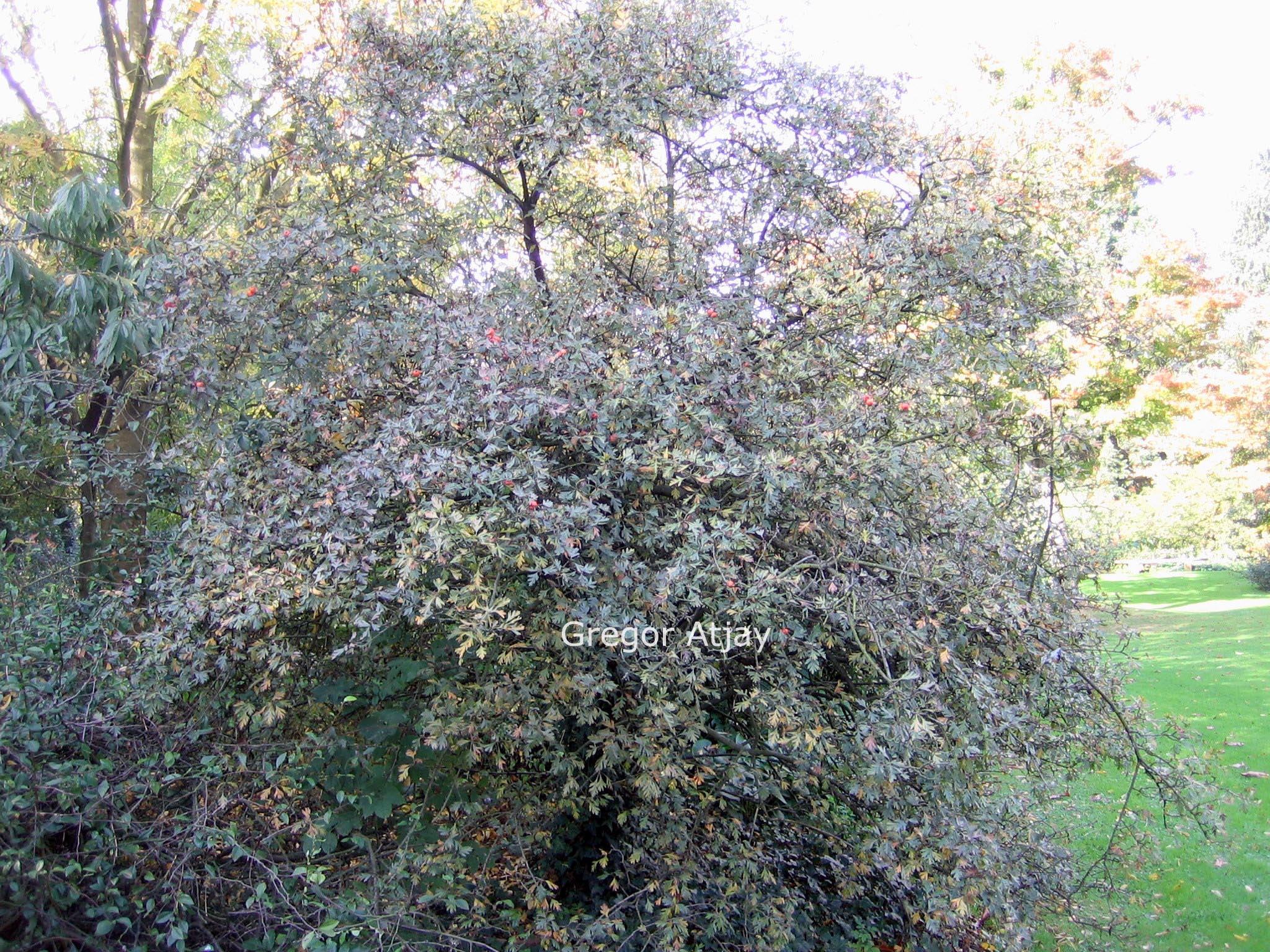 Crataegus tanacetifolia