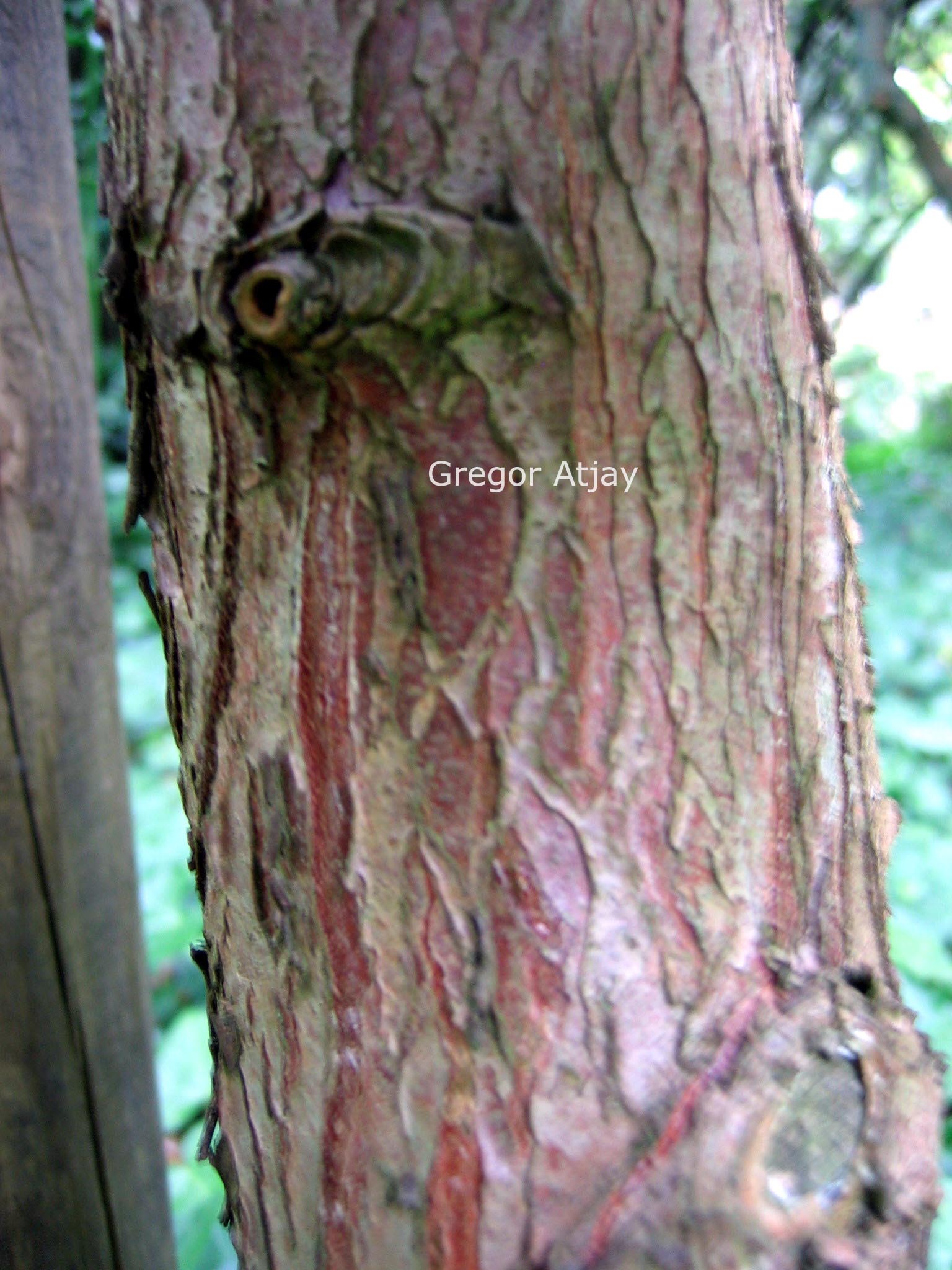 Cupressus chengiana