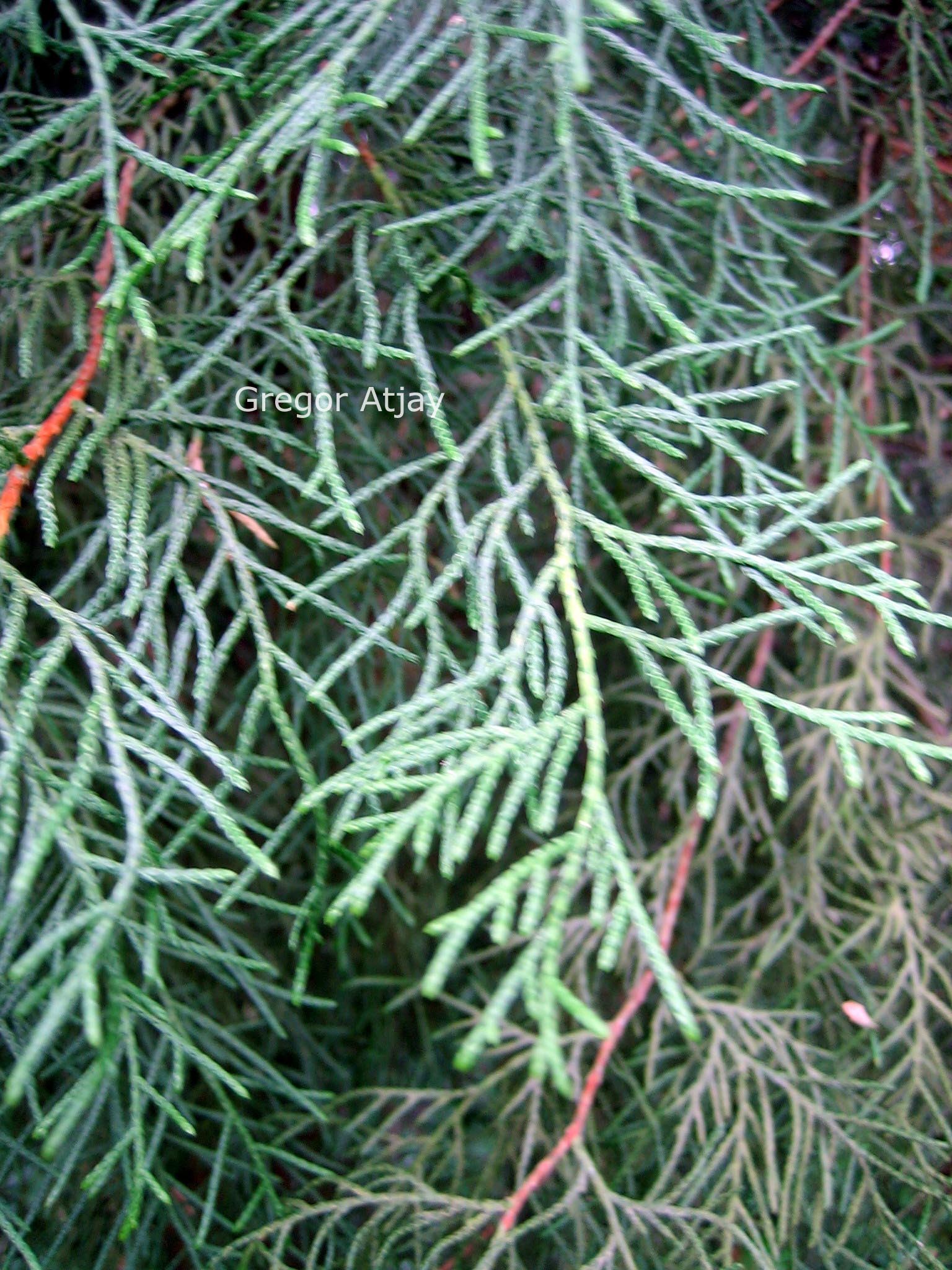 Cupressus chengiana