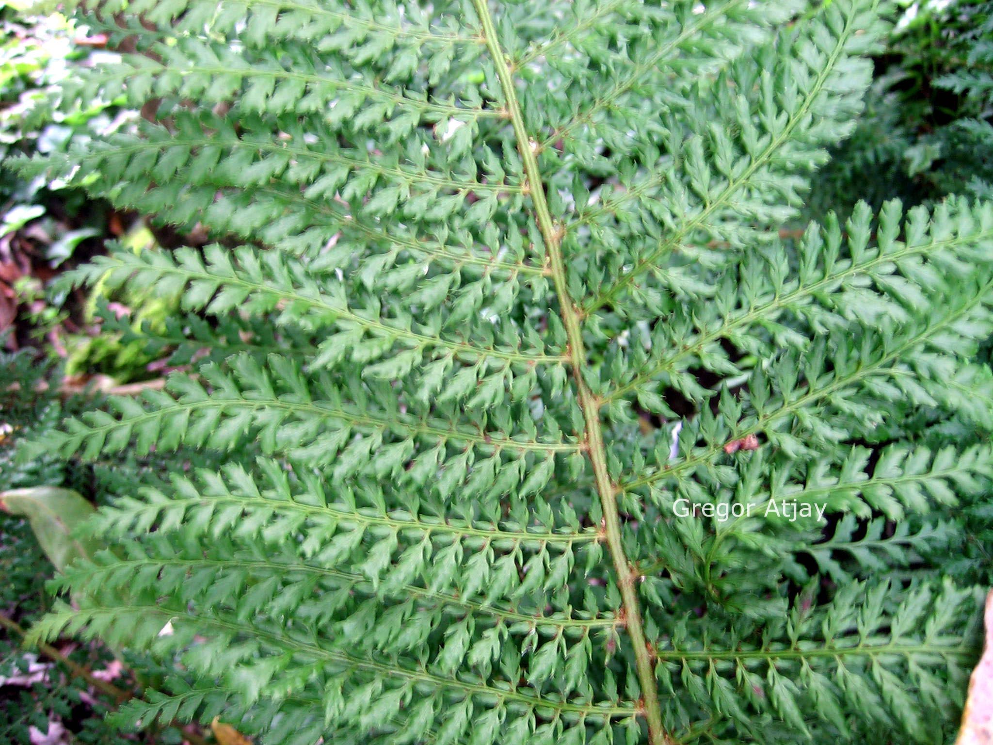 Dryopteris filix-mas 'Linearis Polydactylon'