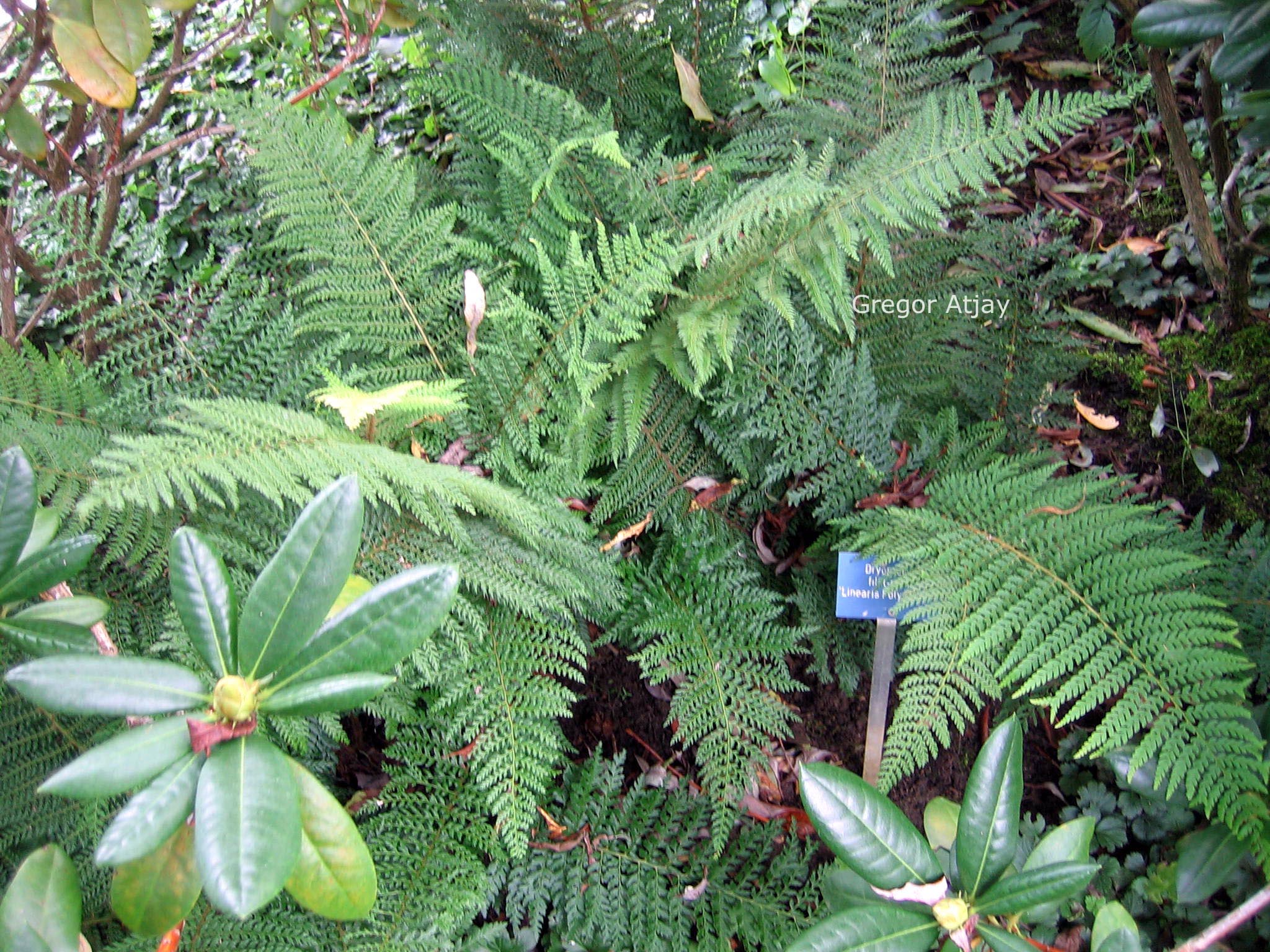 Dryopteris filix-mas 'Linearis Polydactylon'