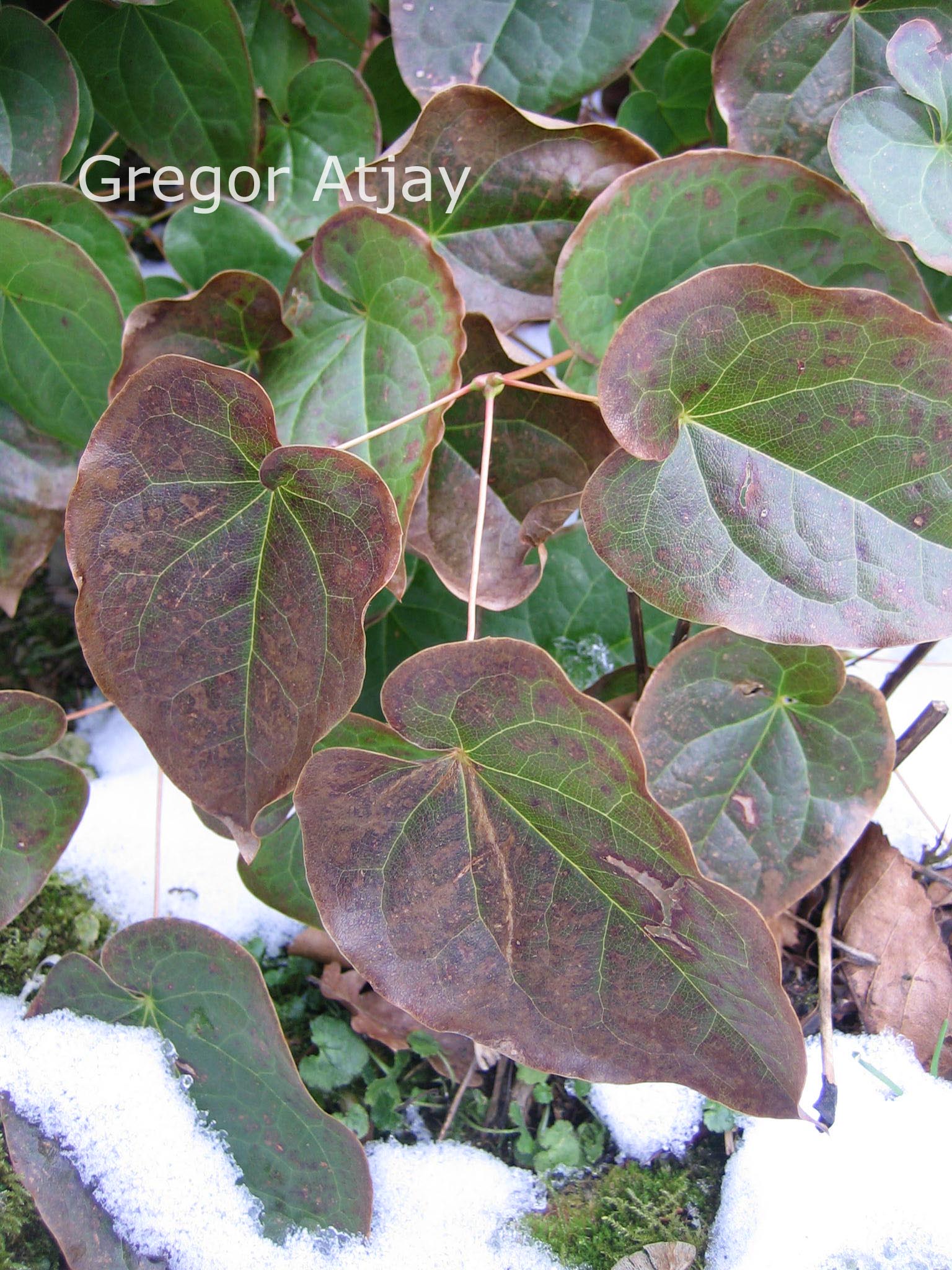 Epimedium pinnatum