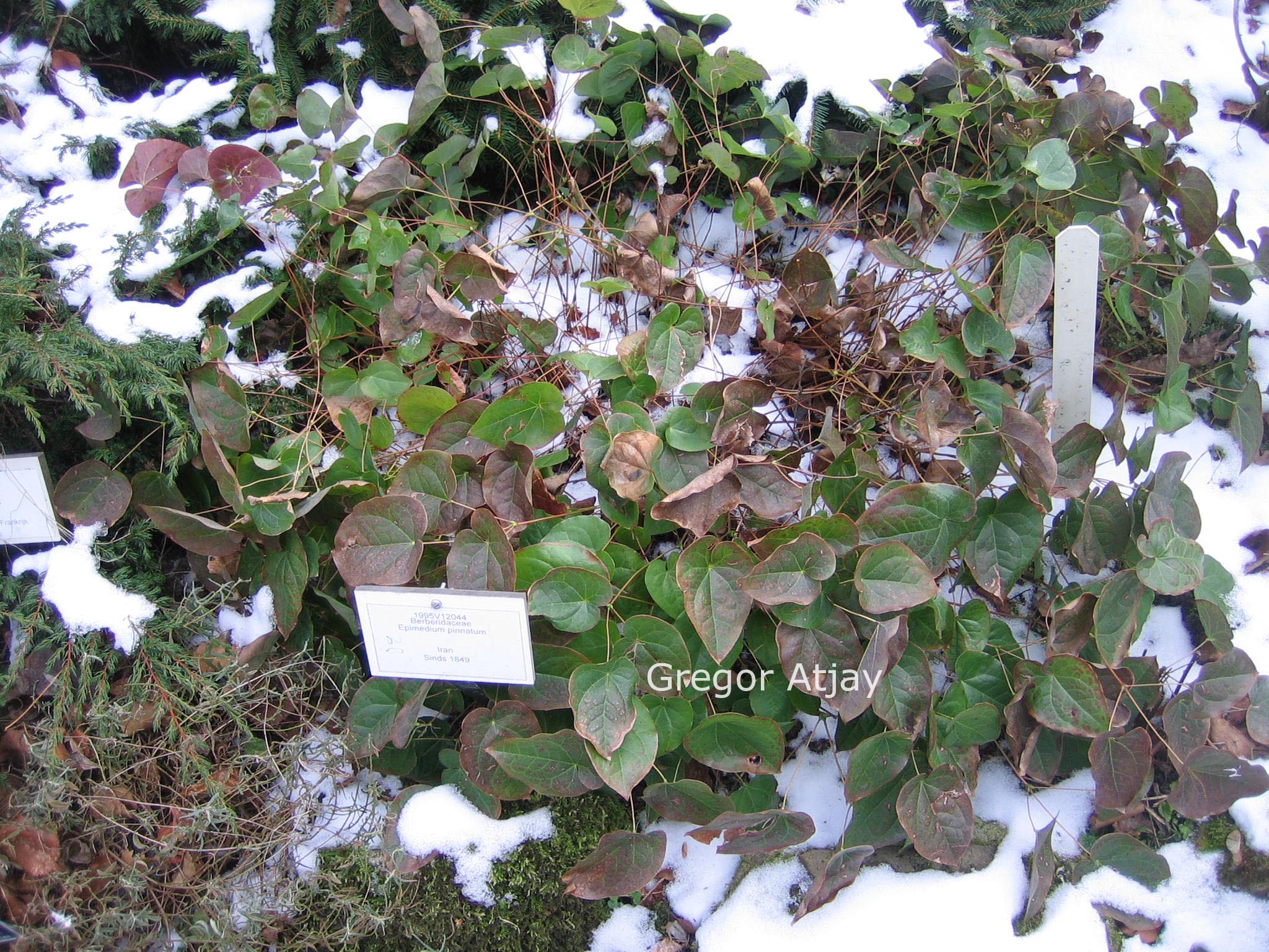 Epimedium pinnatum