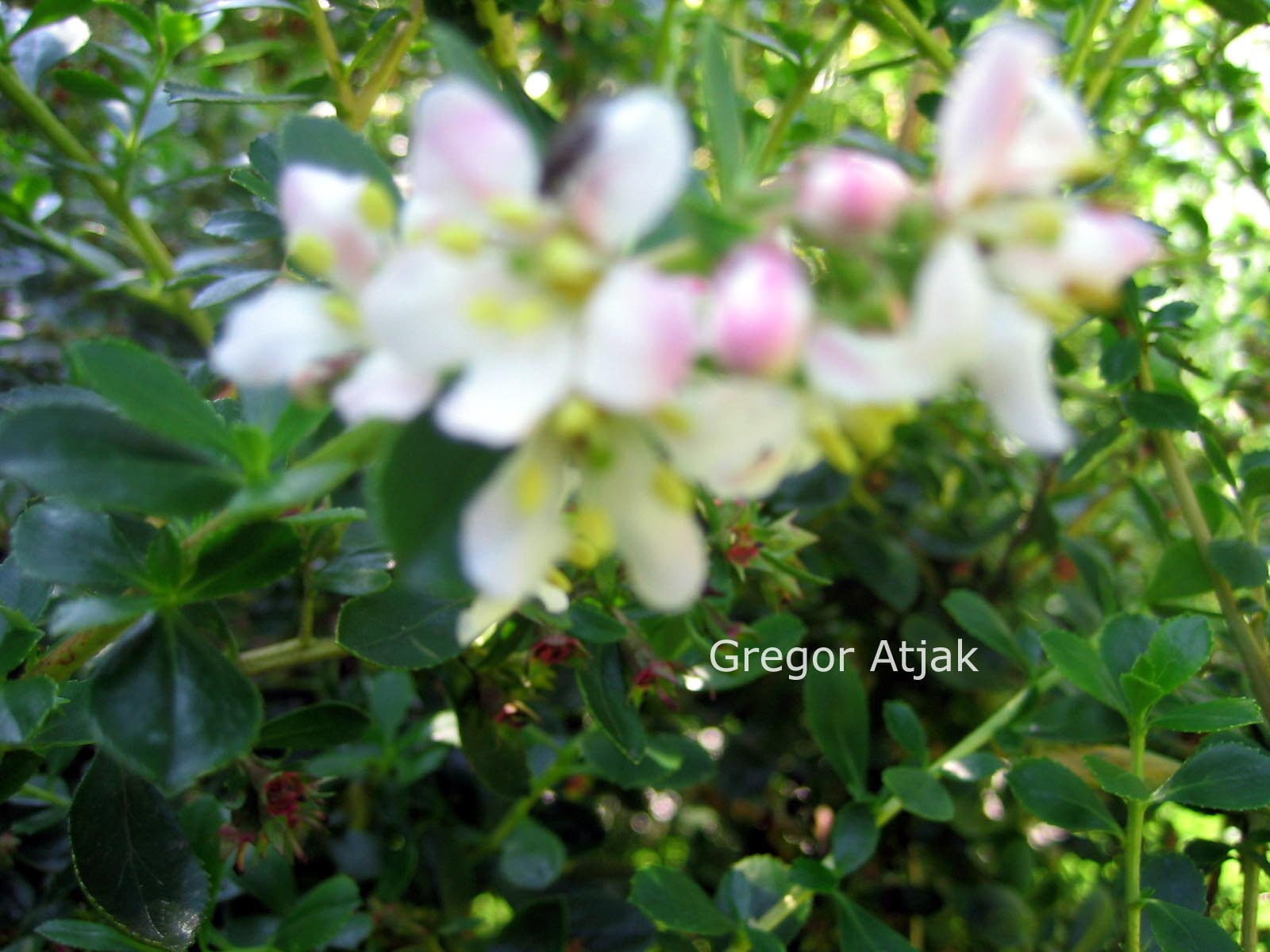 Escallonia 'Apple Blossom'
