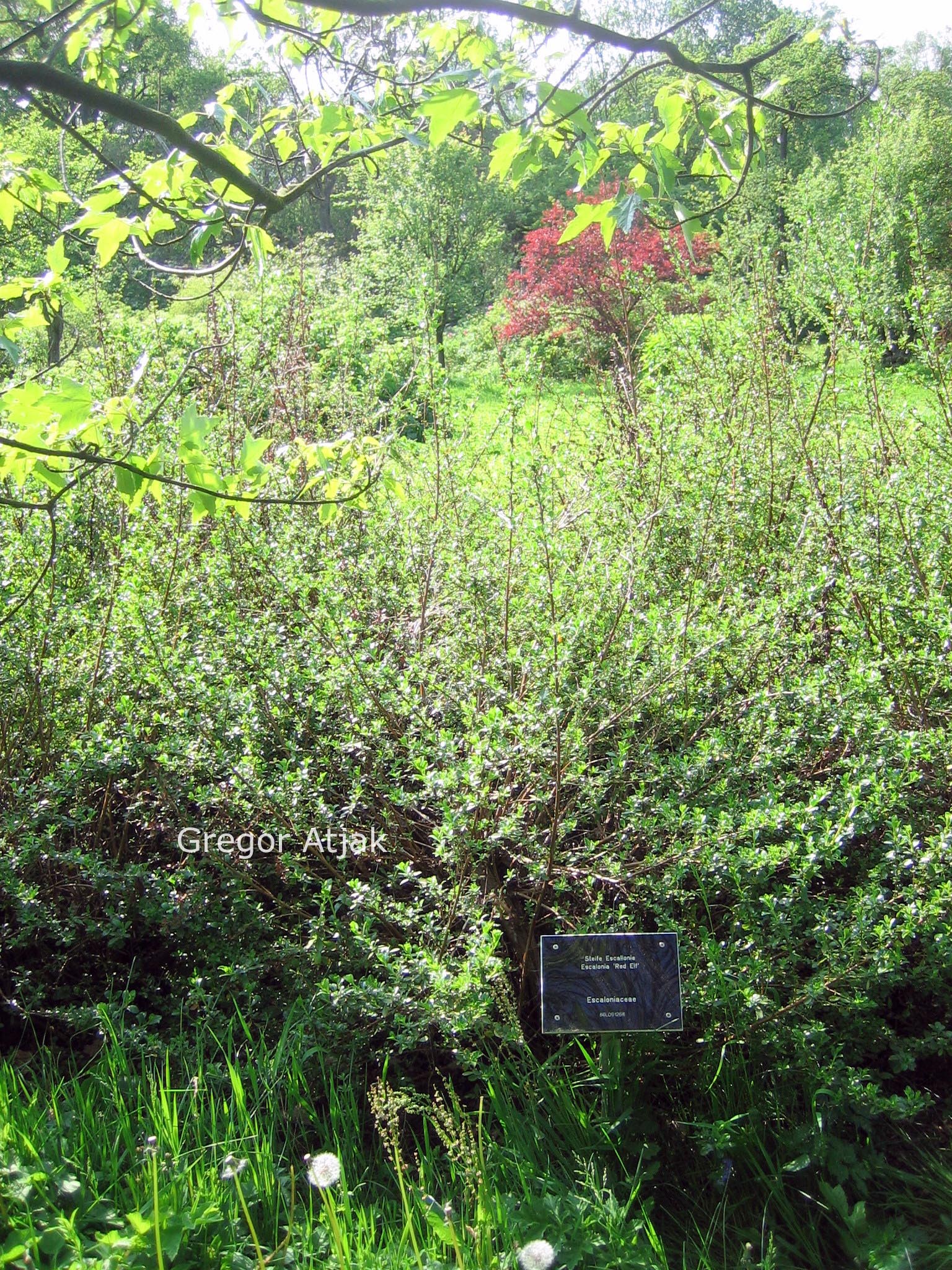 Escallonia 'Red Elf'