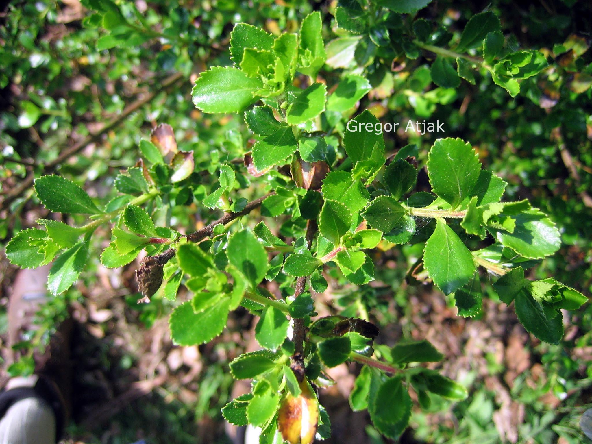 Escallonia 'Victory'