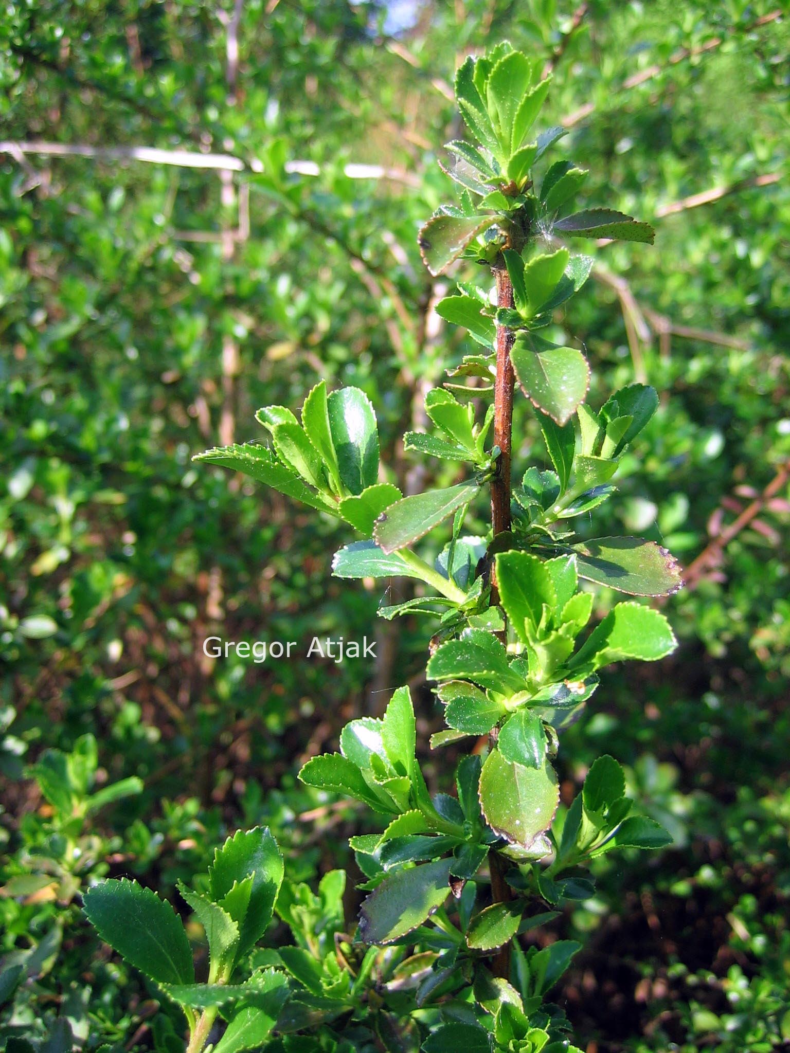 Escallonia 'Victory'