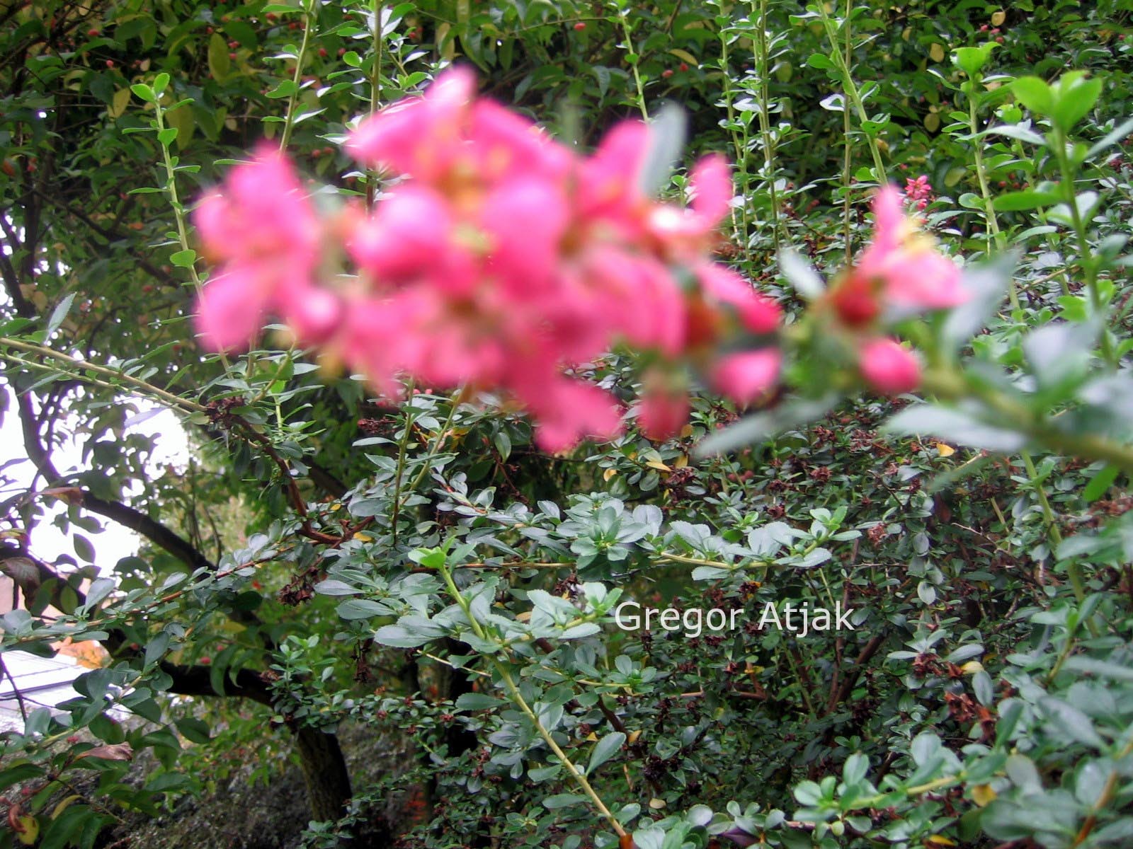 Escallonia 'Victory'