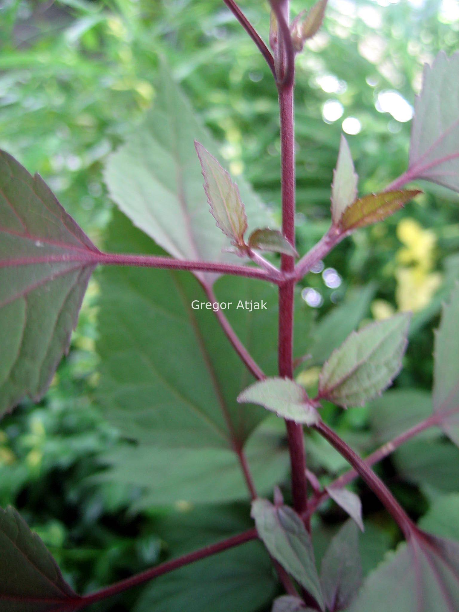 Eupatorium rugosum 'Chocolate'