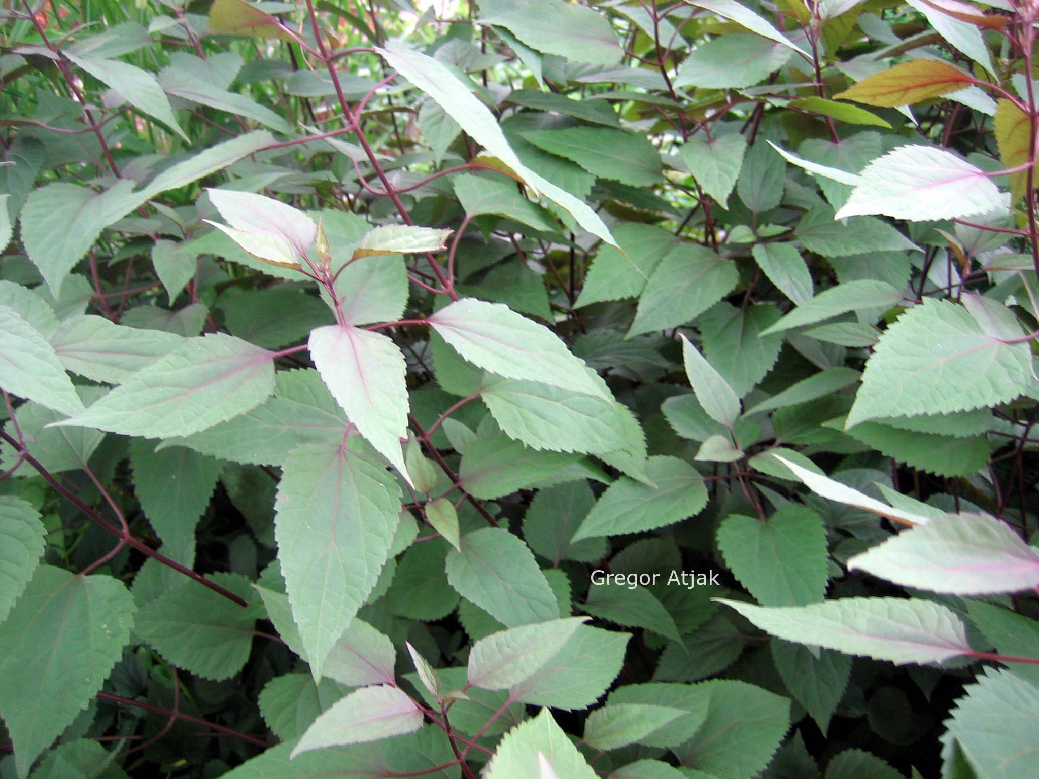 Eupatorium rugosum 'Chocolate'