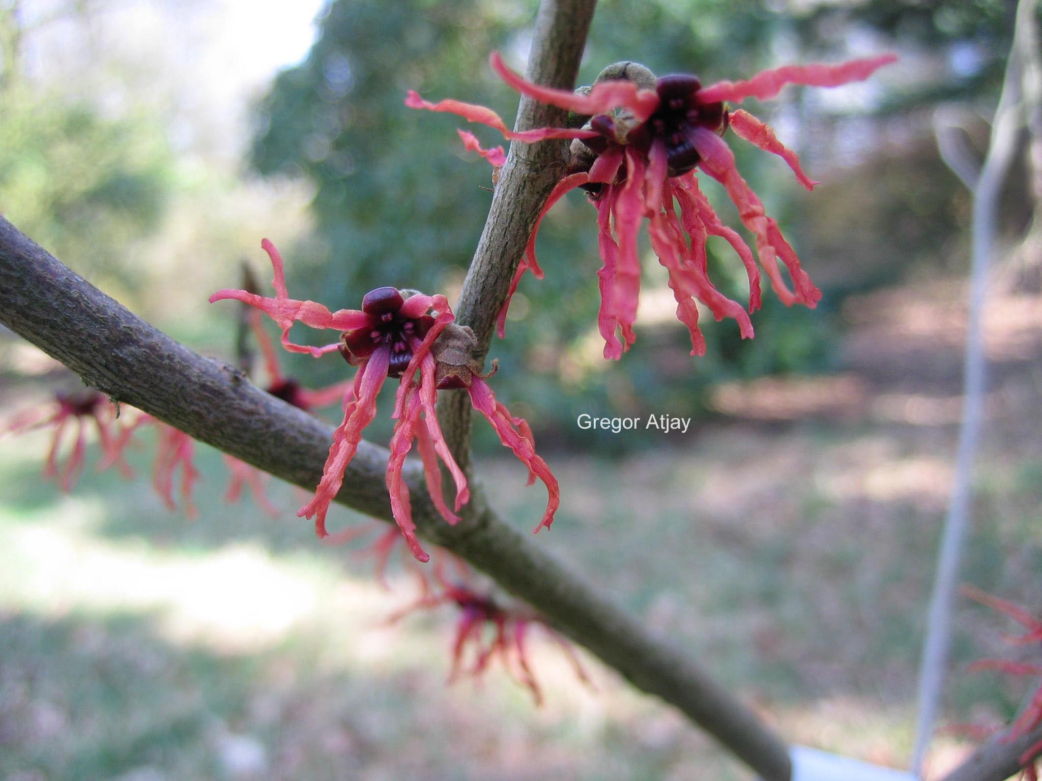 Hamamelis intermedia 'Parasol'