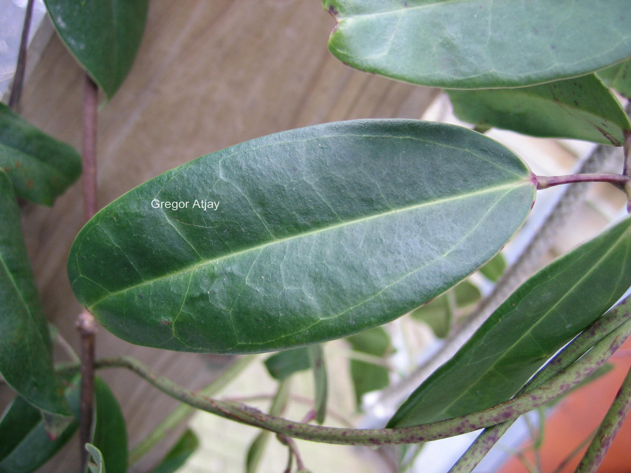 Holboellia coriacea