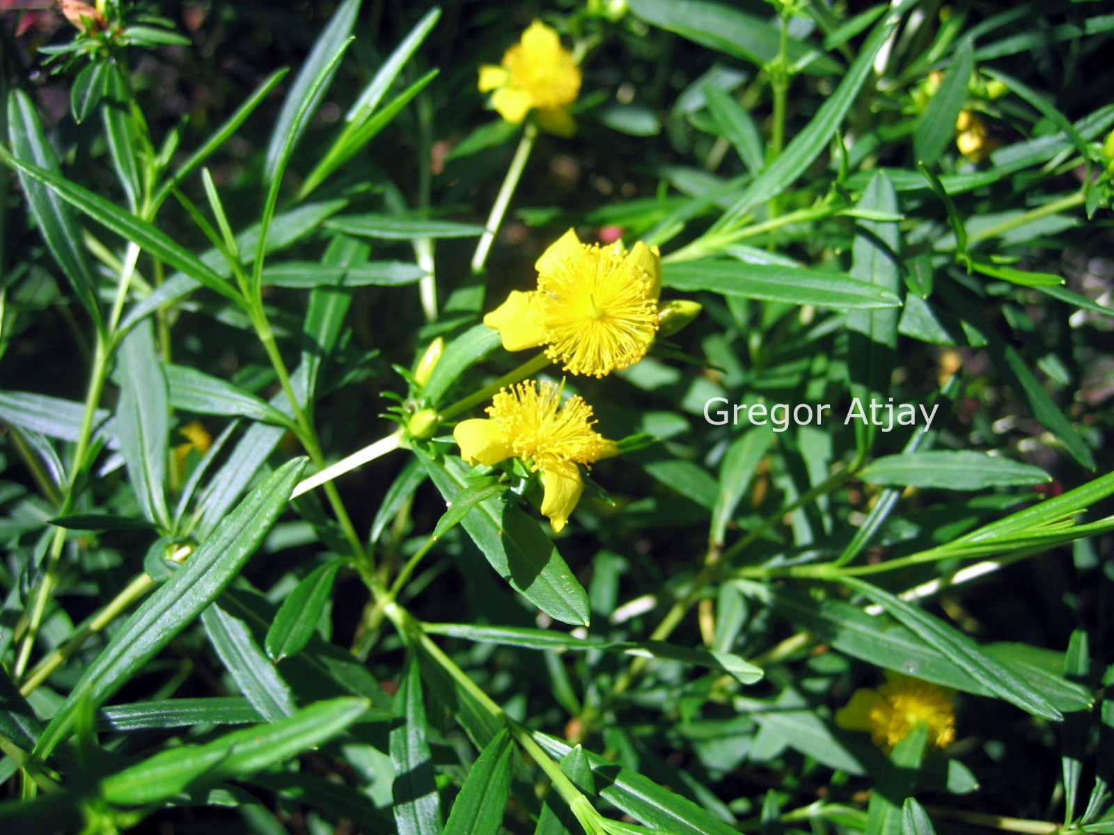 Hypericum densiflorum 'Buttercup'