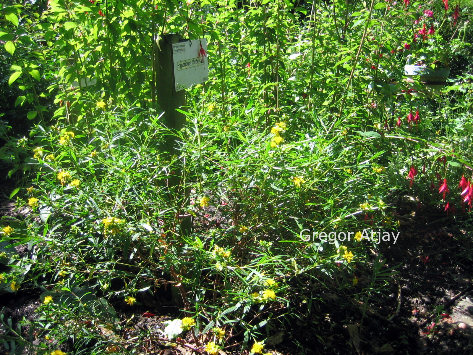 Hypericum densiflorum 'Buttercup'