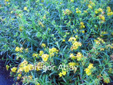 Hypericum densiflorum 'Buttercup'