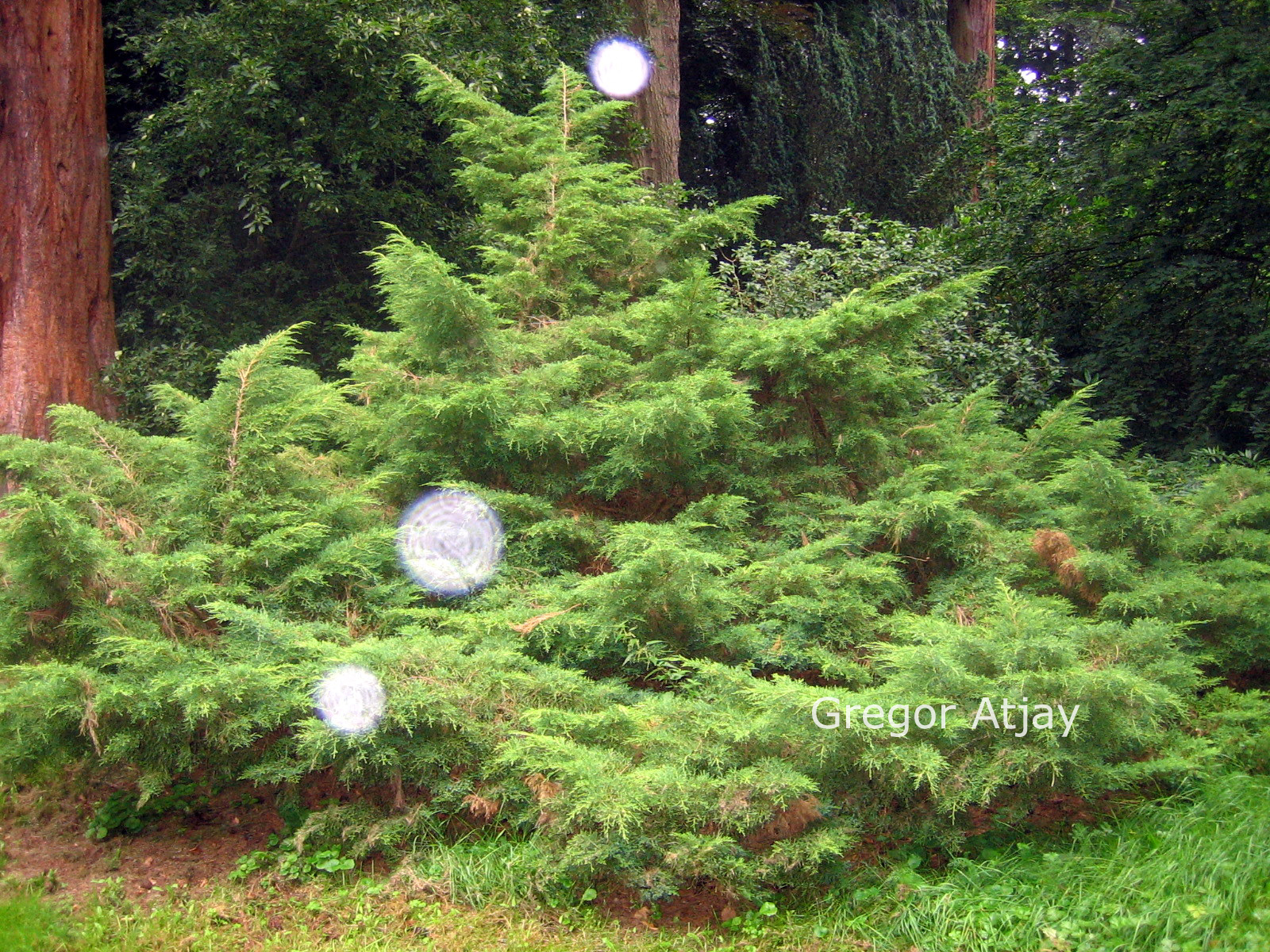 Juniperus pfitzeriana 'Pfitzeriana Aurea'