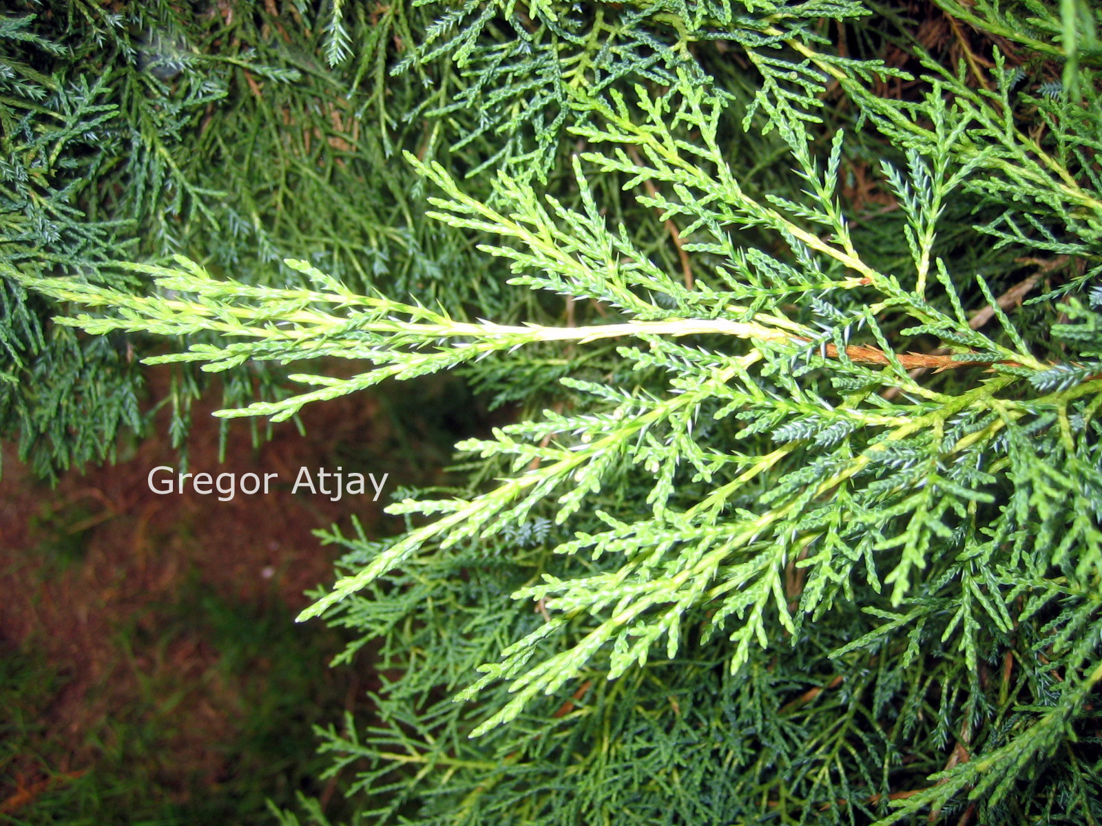 Juniperus pfitzeriana 'Pfitzeriana Aurea'