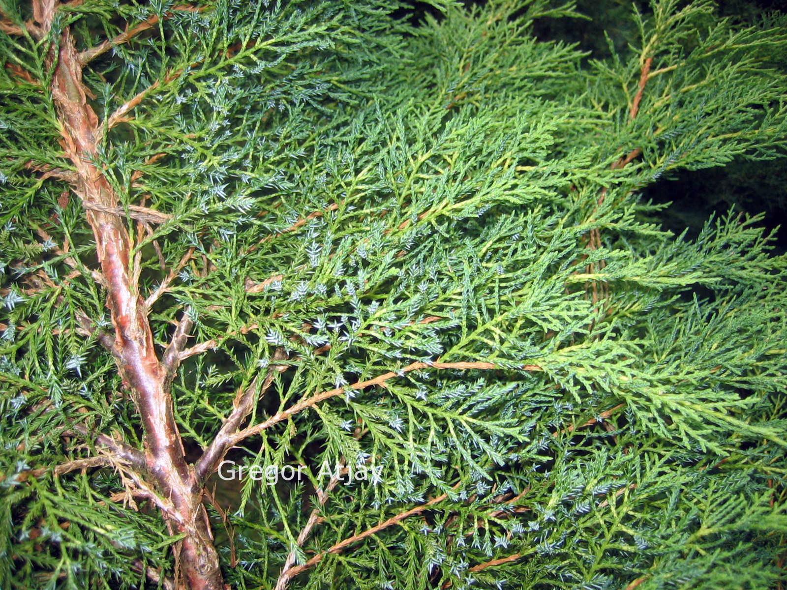 Juniperus pfitzeriana 'Pfitzeriana Aurea'
